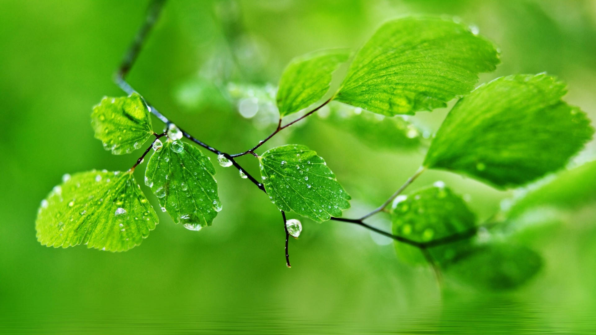 1920x1080 Full HD Natură Frunze Verzi Umede Fundal