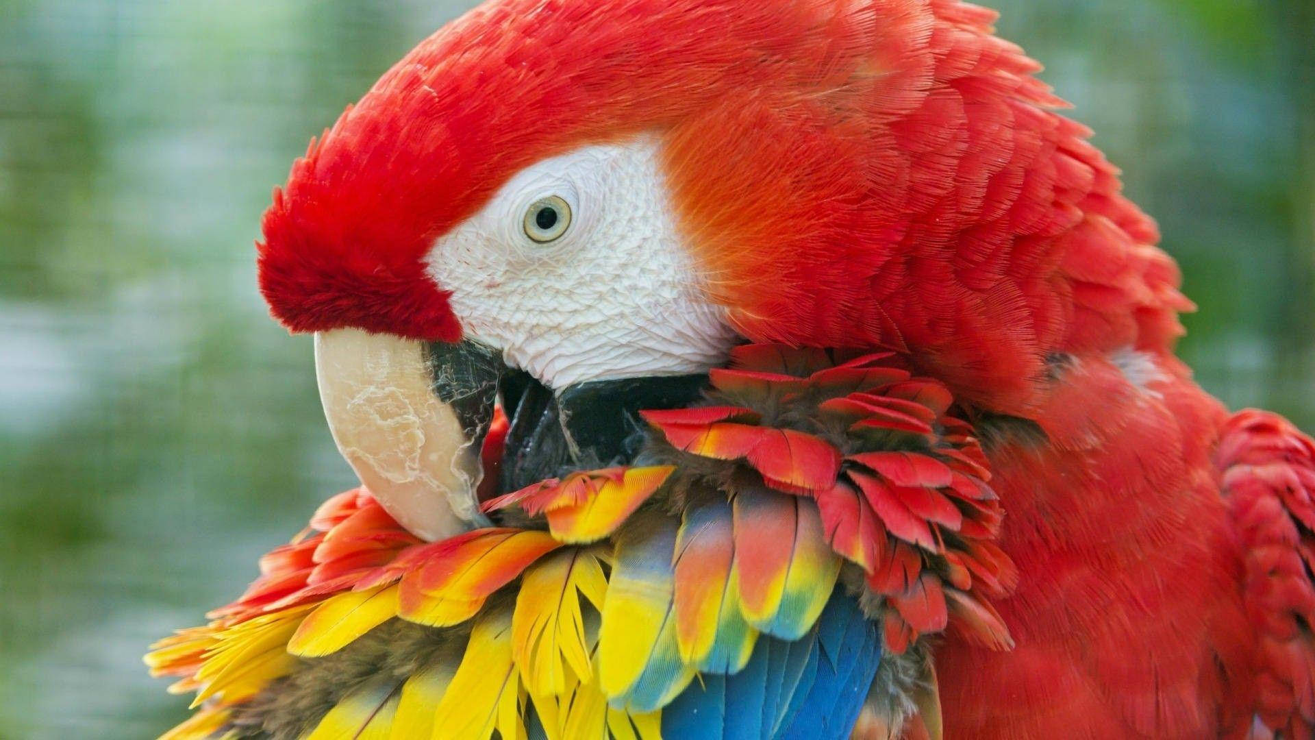 1920x1080 HD Pasăre Macaw Prim-Plan Fundal