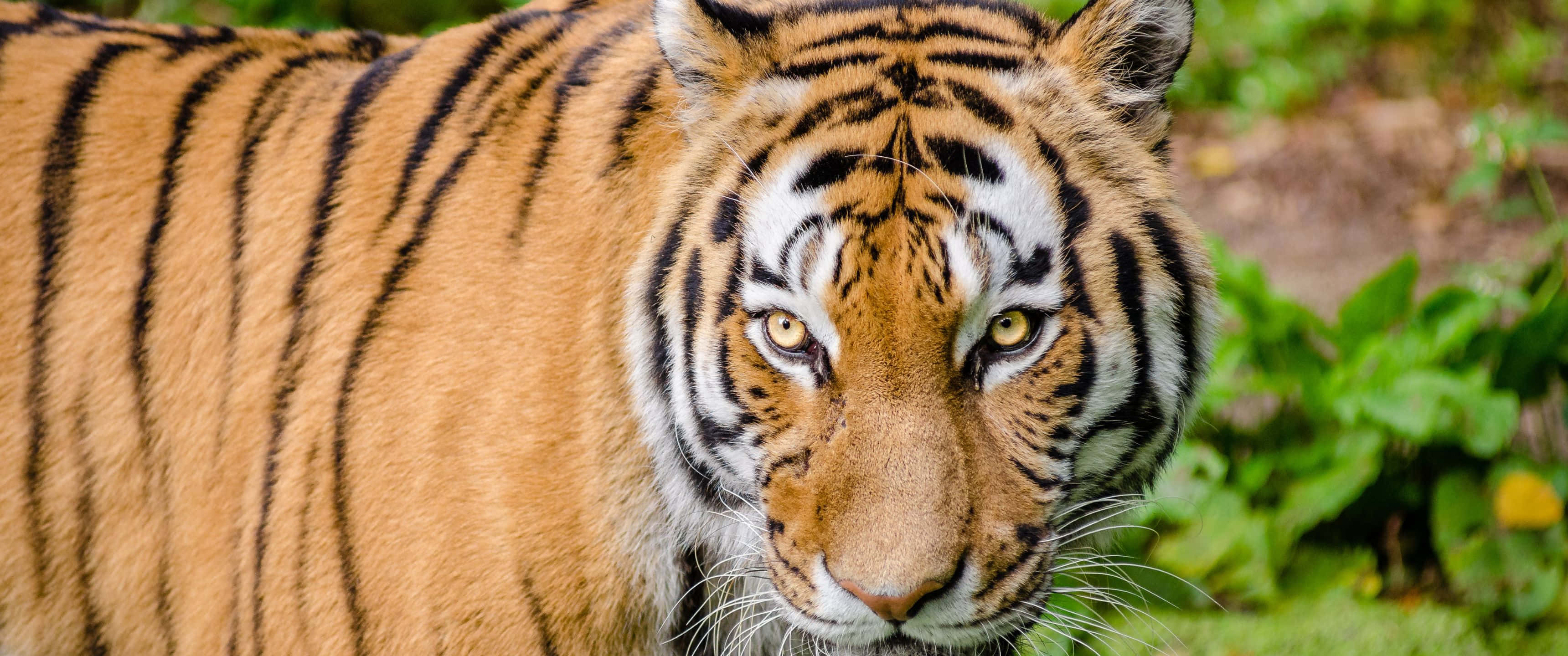 3440x1440 Animal Tigru Bengal Dungat Fundal