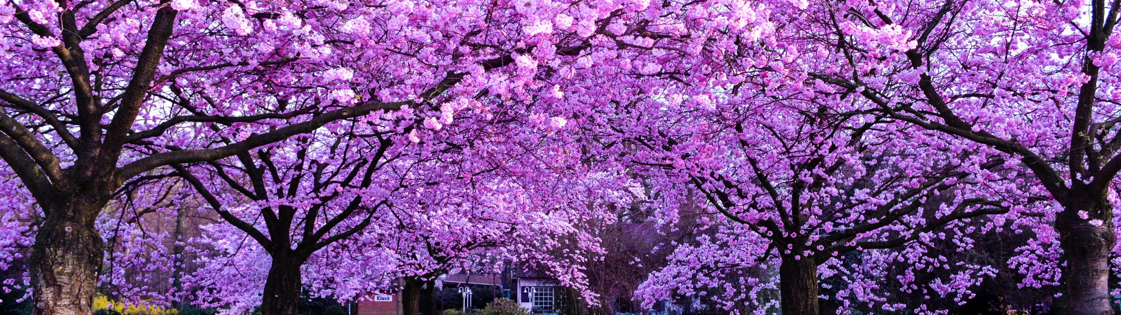 3840x1080 4K Copaci cu Flori de Cireș Fundal