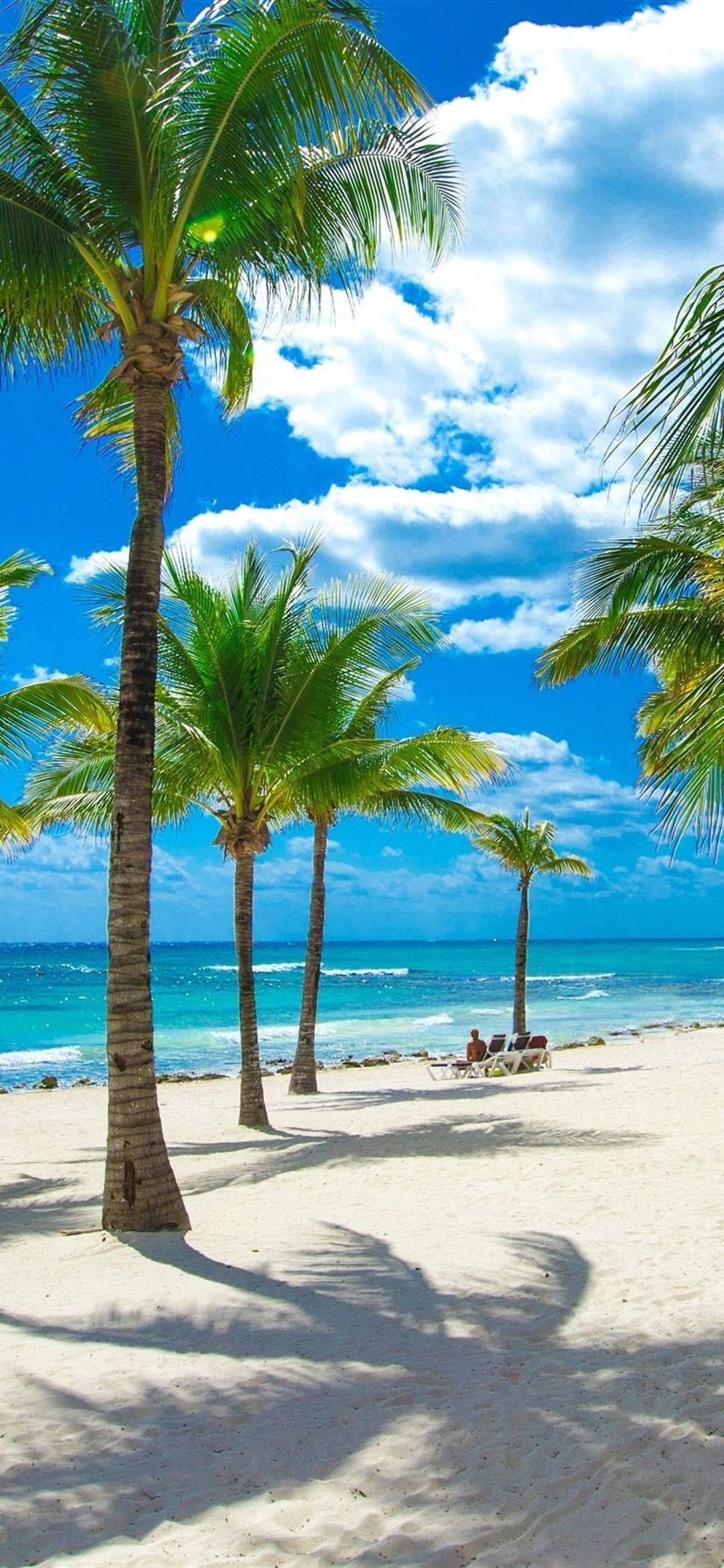 4K iPhone Palmieri de Cocos pe Plajă Fundal