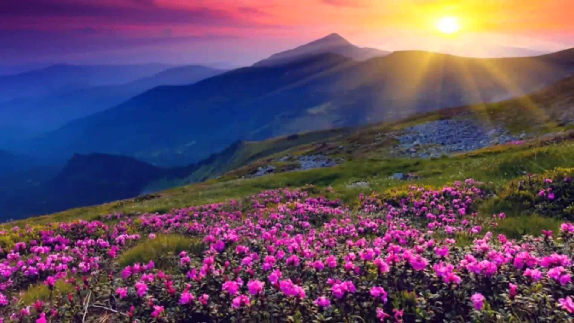 4K Natură Flori și Răsărit Fundal