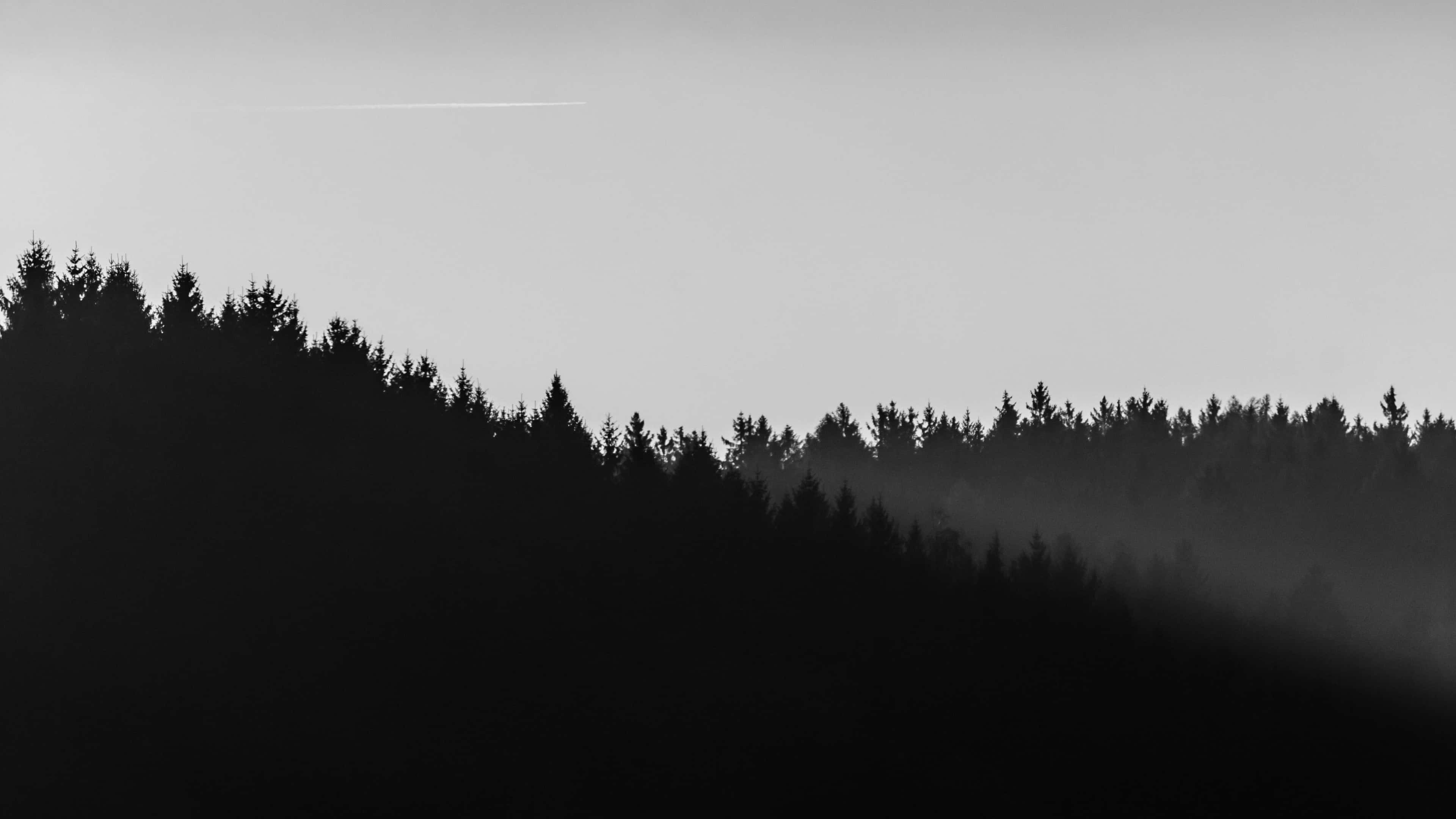 4K Pădure Minimalistă Alb-Negru Fundal