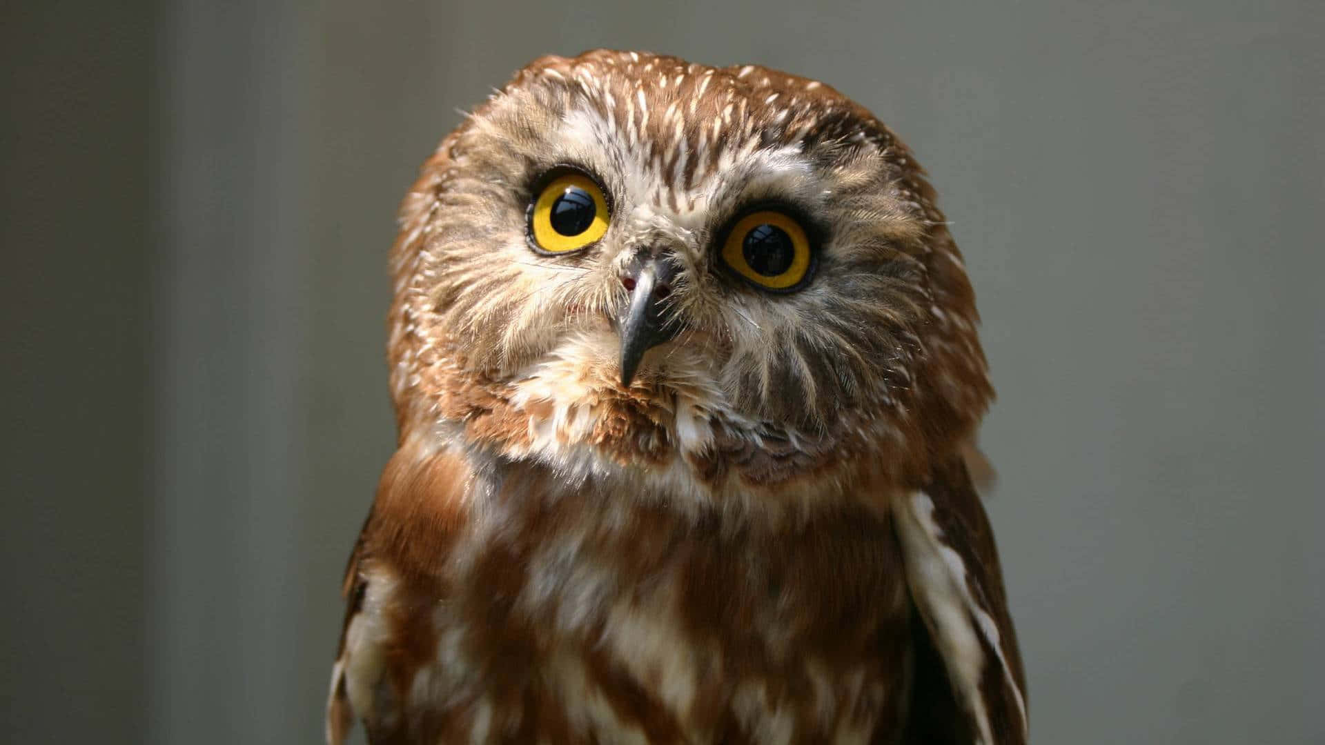 "Această mică bufniță înțeleaptă este pregătită pentru aventură" Fundal
