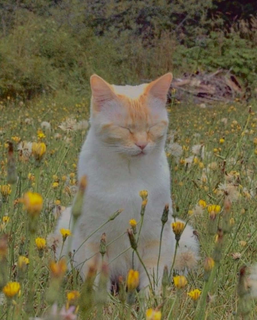 Această pisică estetică majestuoasă este gata să cucerească ziua! Fundal