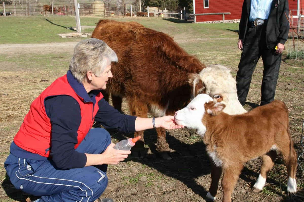 „Această vacă drăguță este gata de plimbare prin pajiști!” Fundal