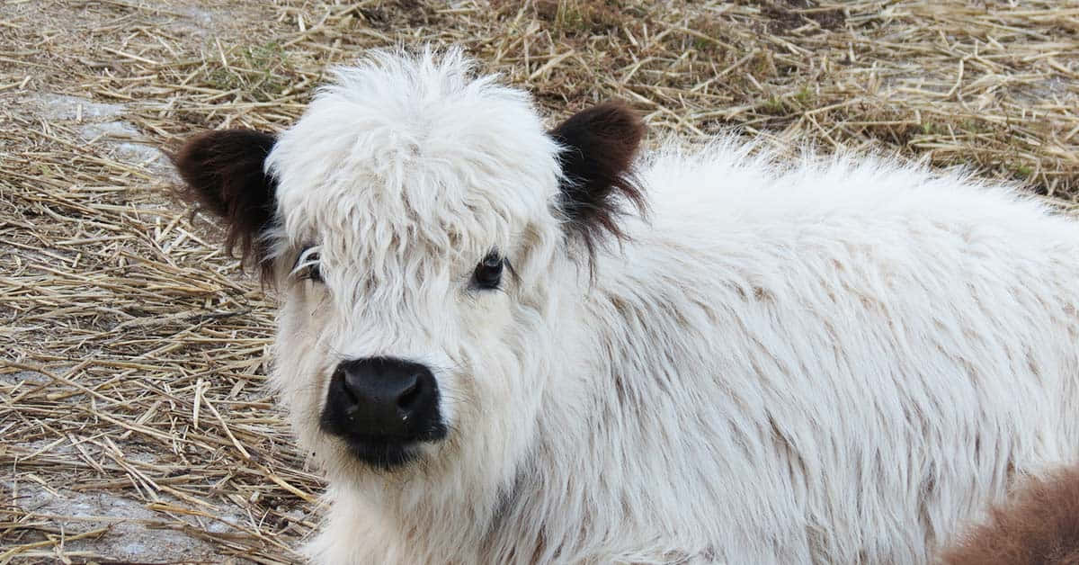 Această văcuță drăguță este absolut adorabilă Fundal
