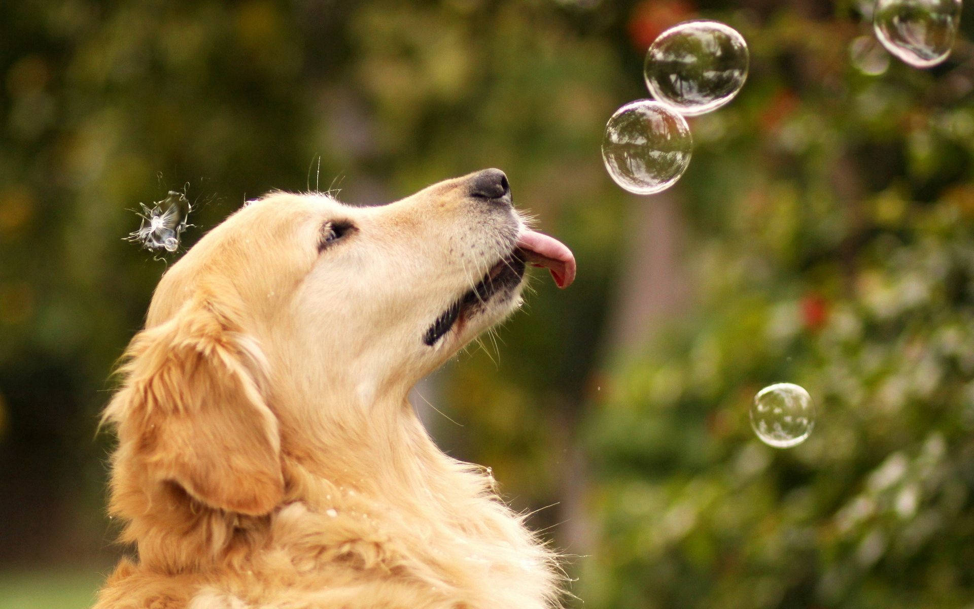 „Acest Golden Retriever adoră să se joace cu bule!” Fundal