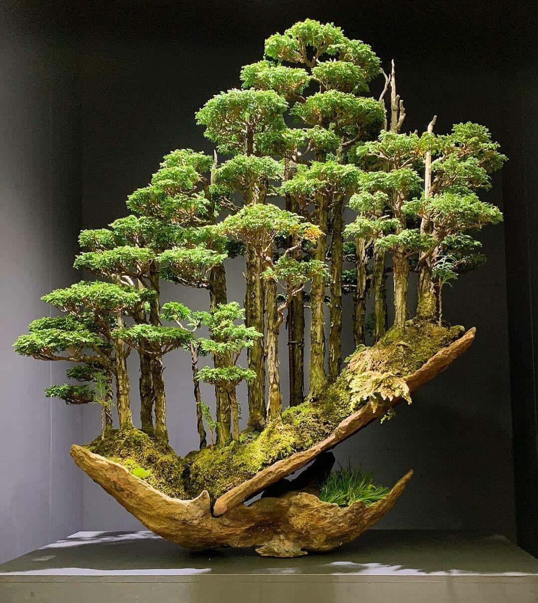 Admirând frumusețea unui bonsai matur Fundal