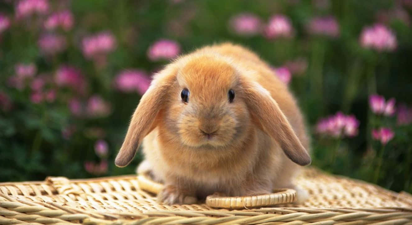Adorabil iepuraș de Paște și ouă colorate pe un fundal vibrant de primăvară Fundal