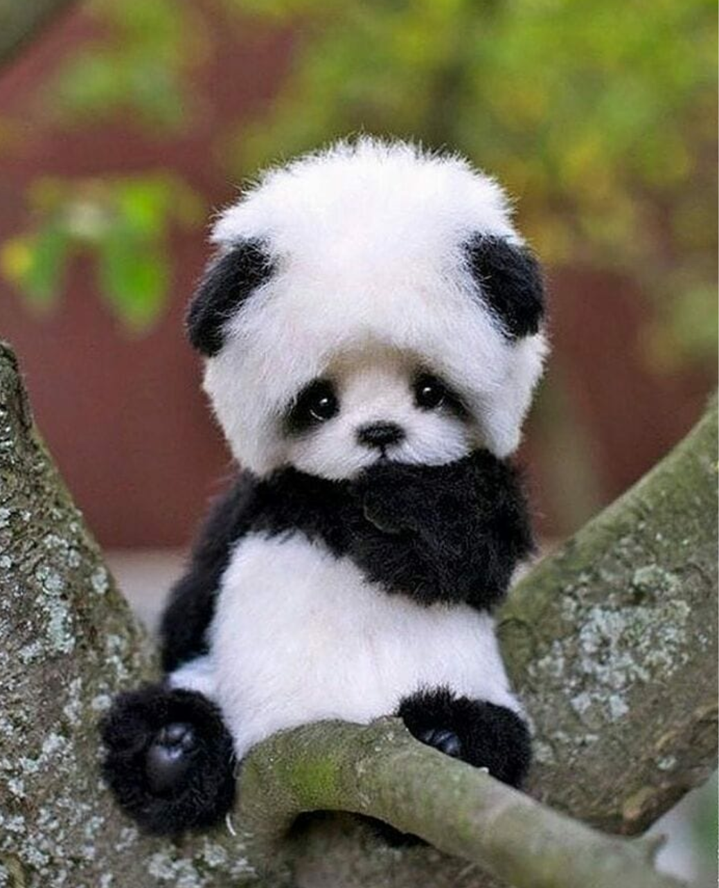 Adorabil panda bebeluș se joacă cu un balon Fundal