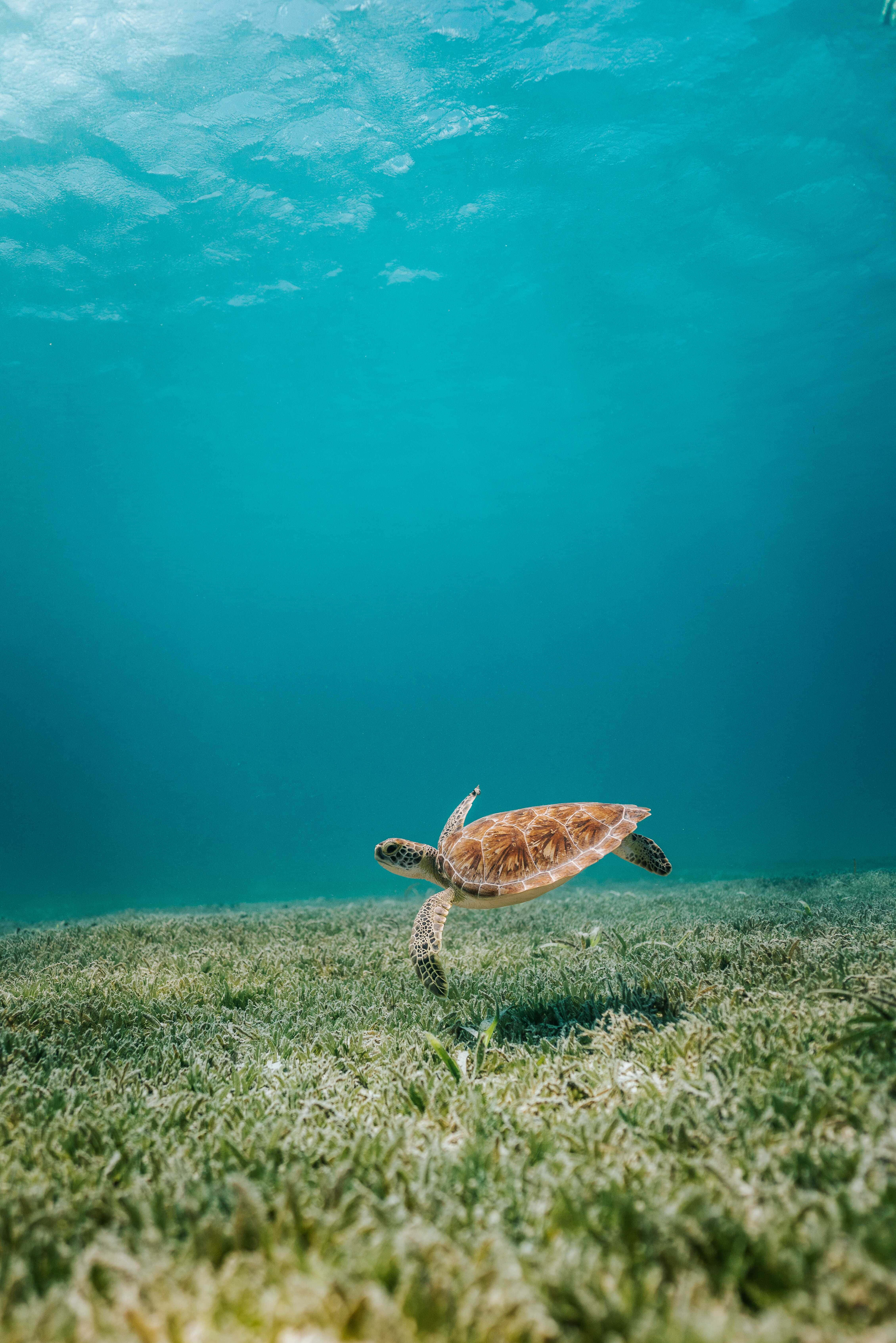Adorable Sea Turtle iPhone Background Fundal