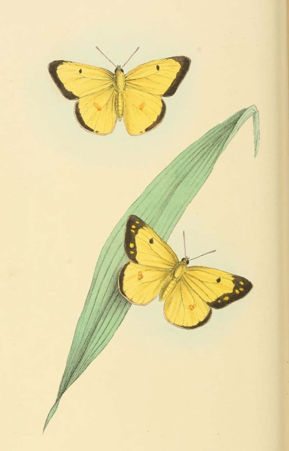 Adorable Yellow Butterflies Gathered Together in Nature Fundal