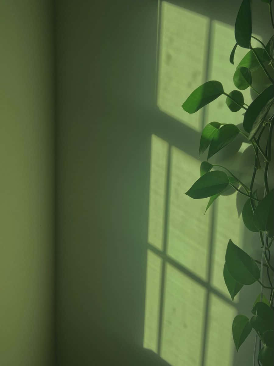Adu un strop de natură în casa ta cu o estetică superbă în nuanța Sage Green Fundal