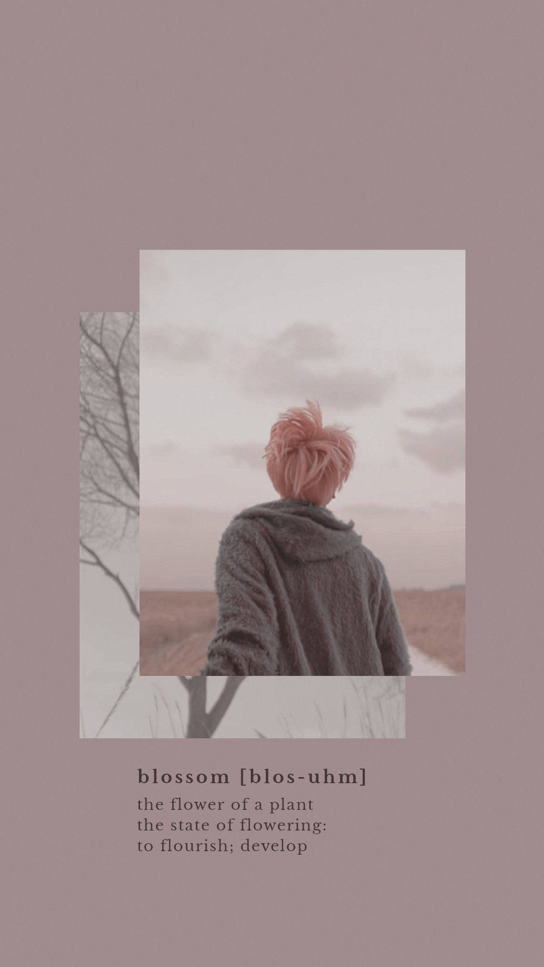 Aesthetic BTS Jimin Floare de Cireș Fundal