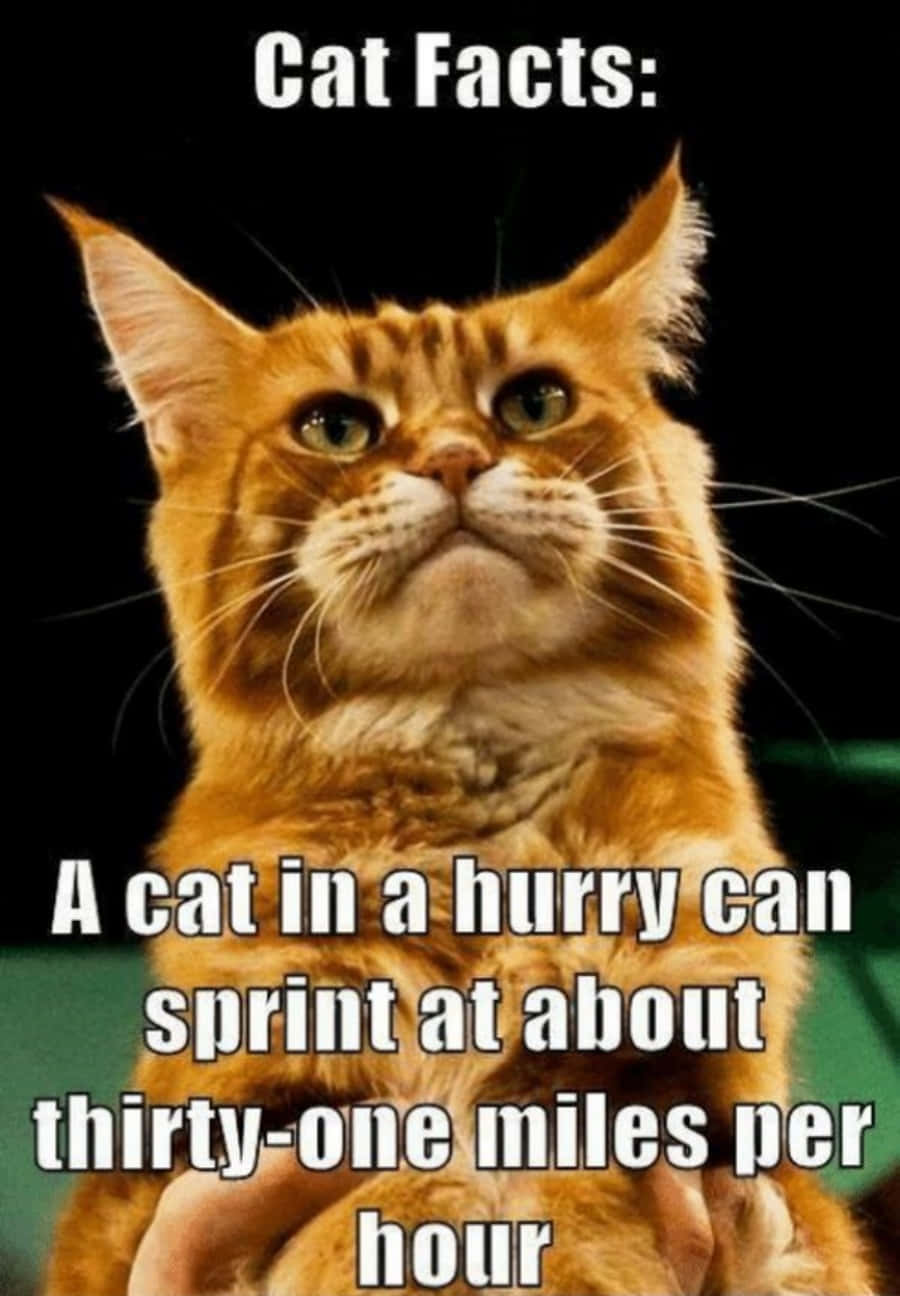AI auzit ultimul Cat Meme? Fundal