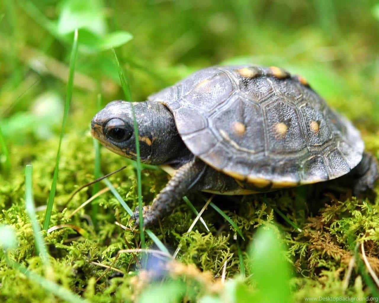Alătură-te călătoriei acestei broscute țestoase adorabile Fundal