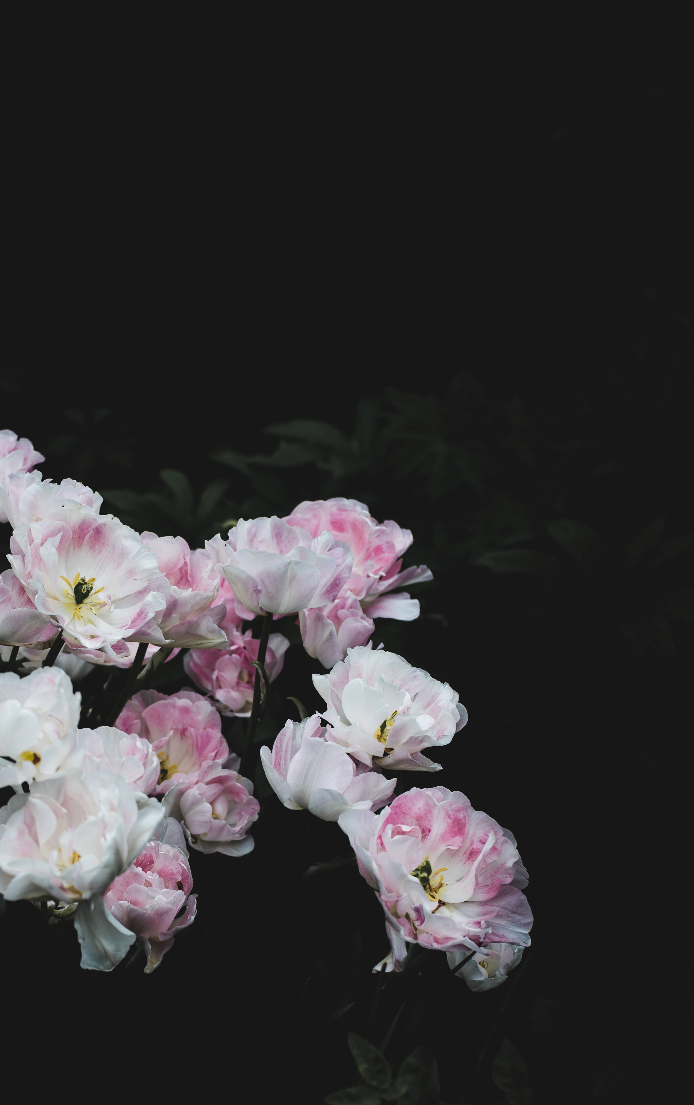 Alb Roz Floral Pe Întuneric Fundal