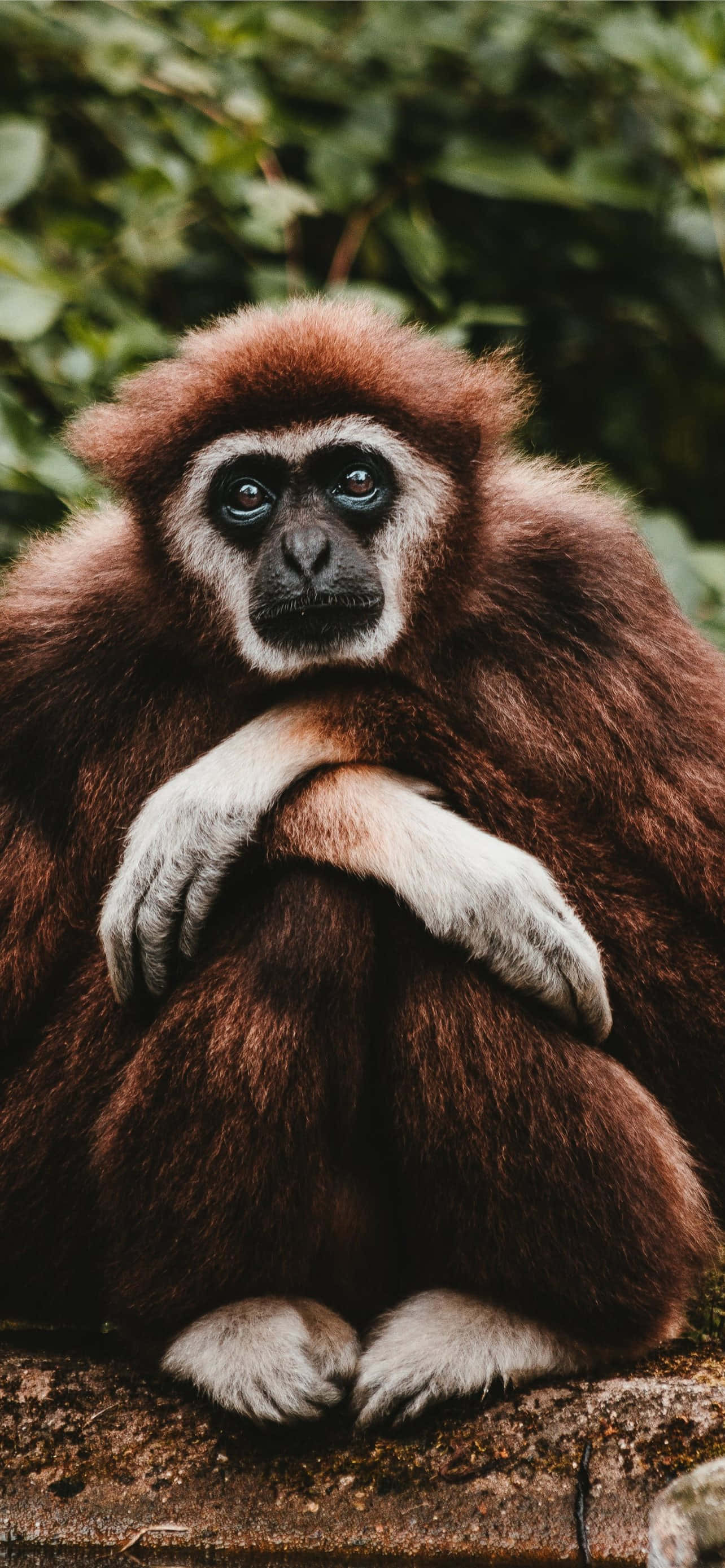 Android Gibbon Te Duce în Viitorul Tehnologiei Mobile Fundal