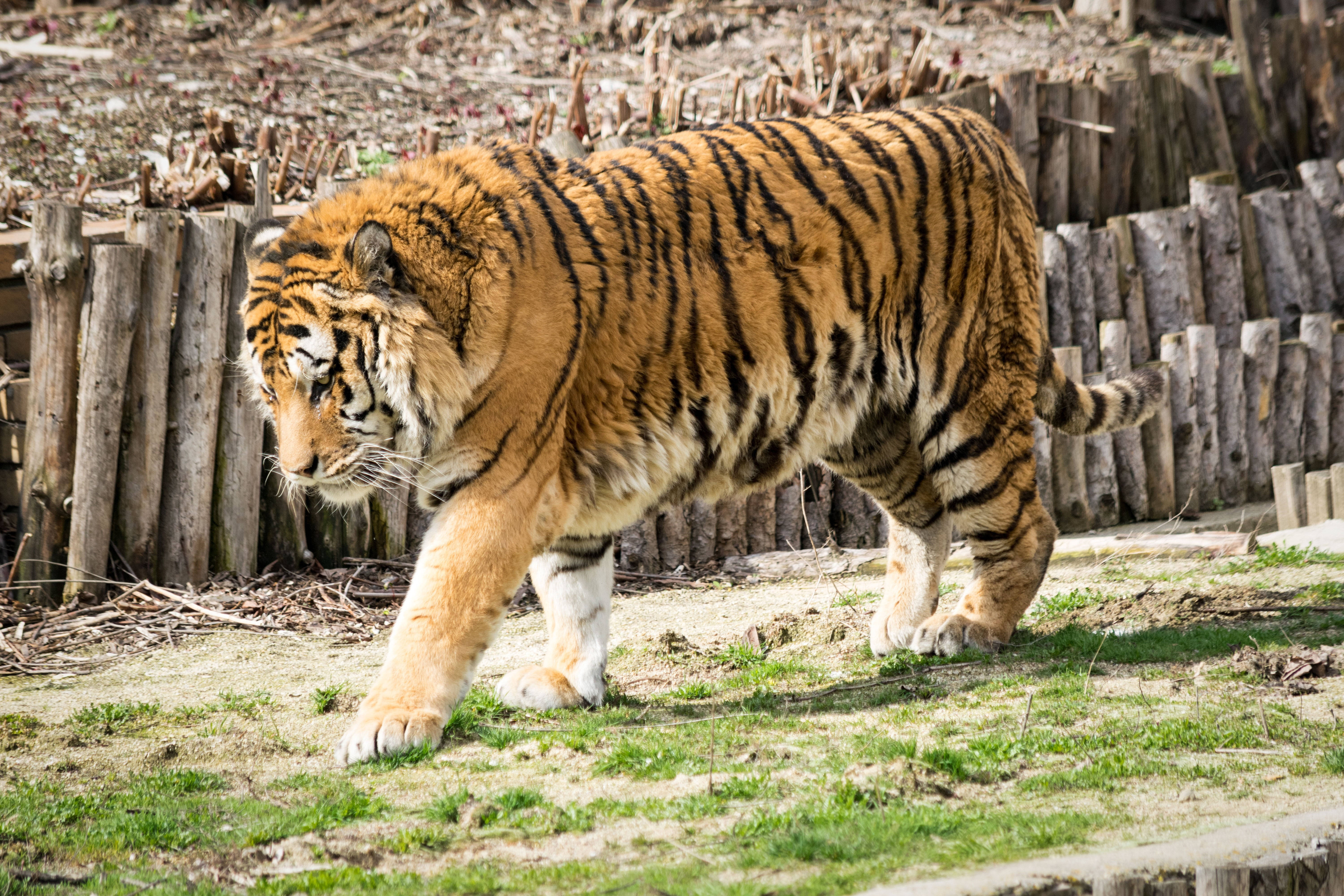 Animal Musculos Tigru 8K UHD Fundal