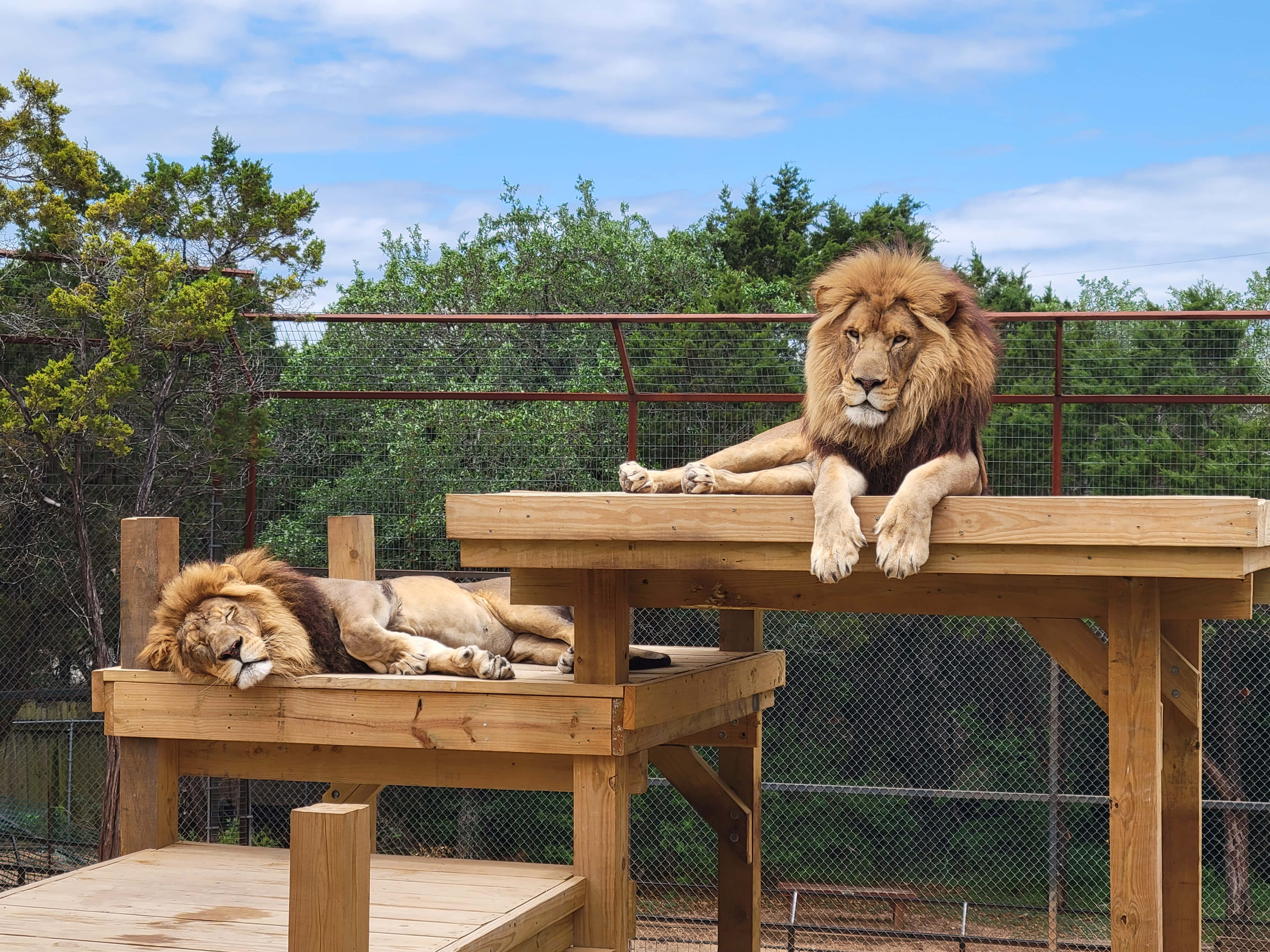 Animale de la zoo doi lei regi imagini Fundal
