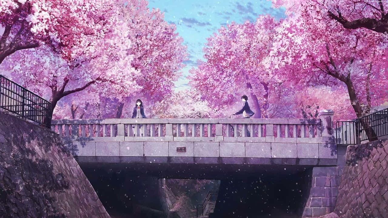 Anime cu flori de cireș fată pe pod Fundal