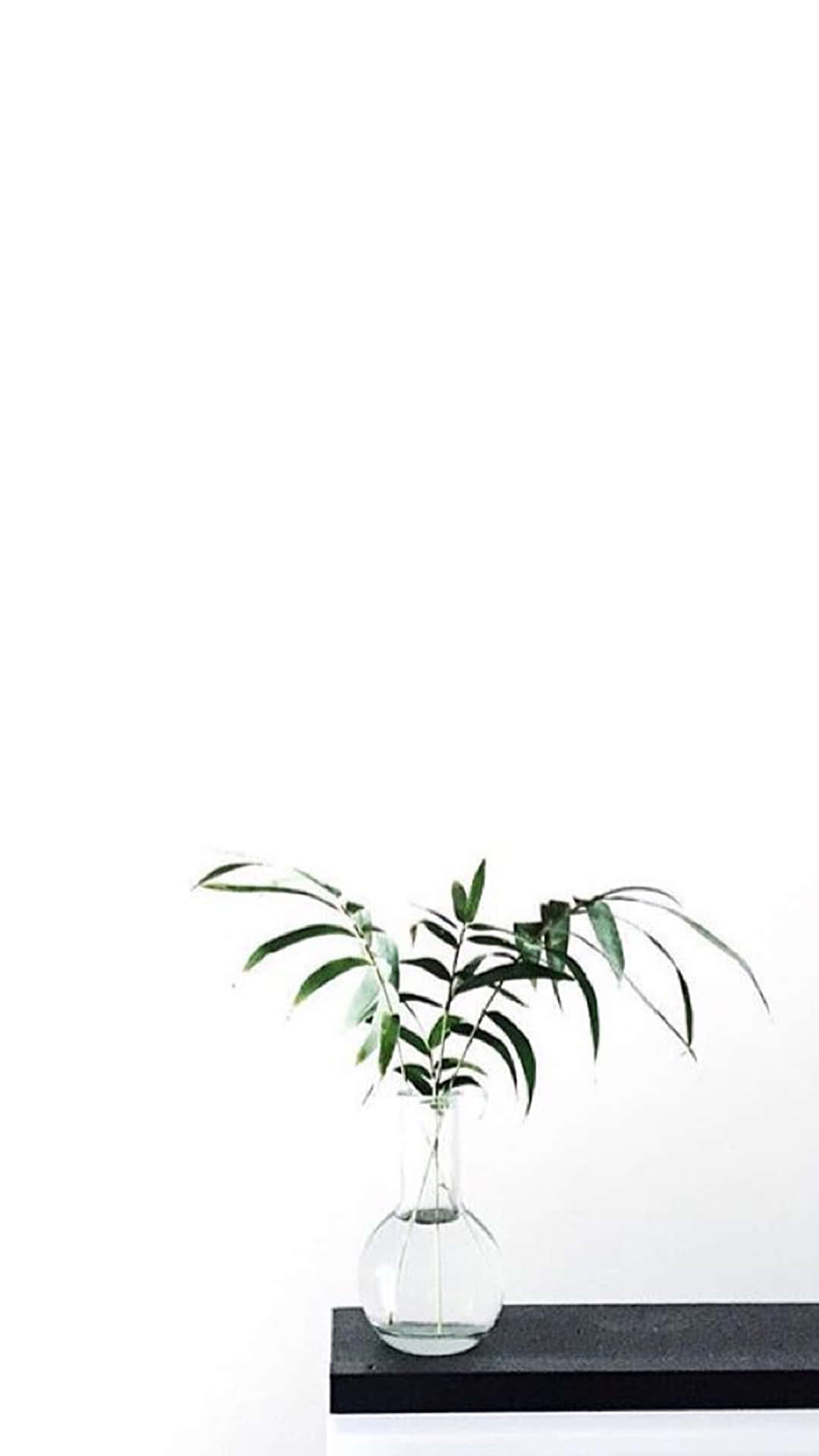 Anunțând lumii că Aesthetic White te poate menține elegant. Fundal