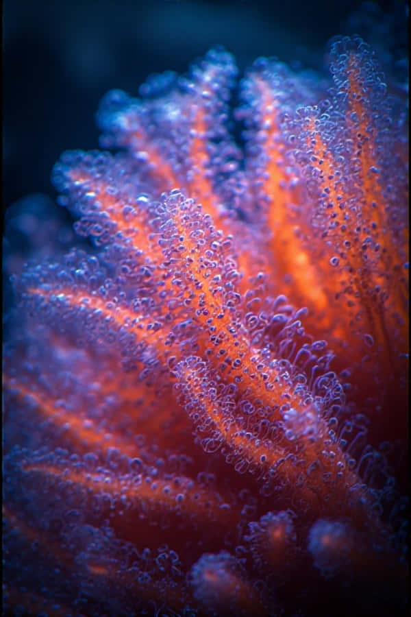 Apropiat de Polipi Coral Neon – Macro Subacvatic 8K Fundal