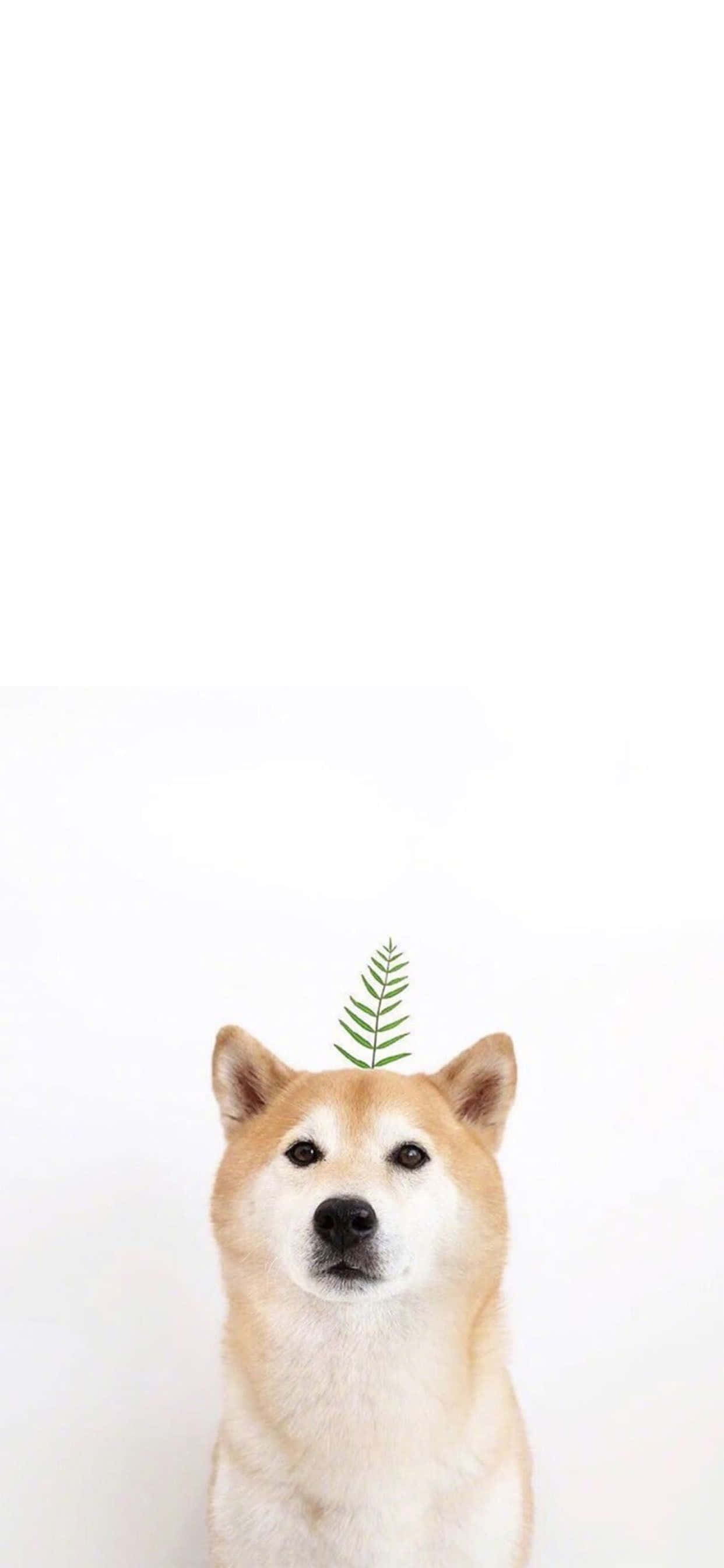 Apropie-te de natură cu această adorabilă imagine de fundal Cute Animal pentru iPhone Fundal