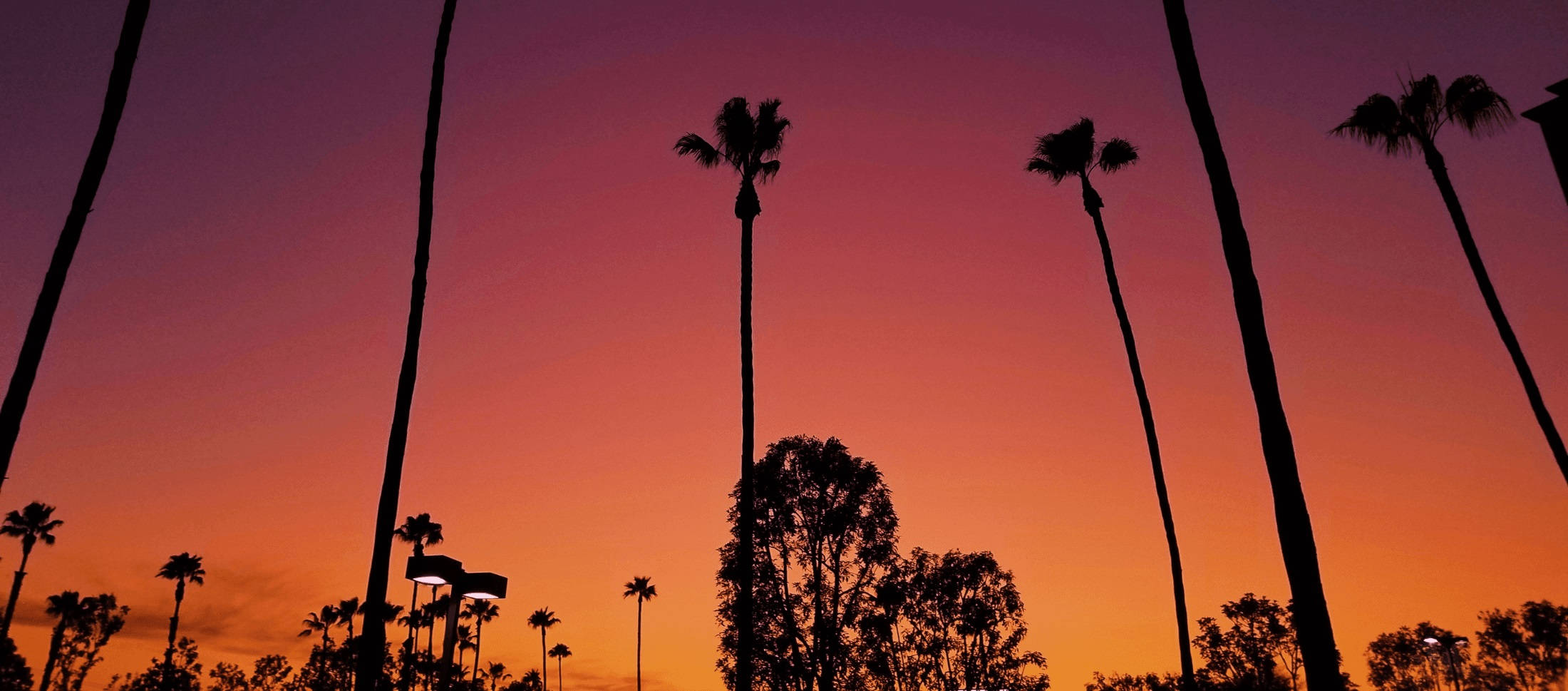 Apus de soare în Los Angeles peste copaci Fundal