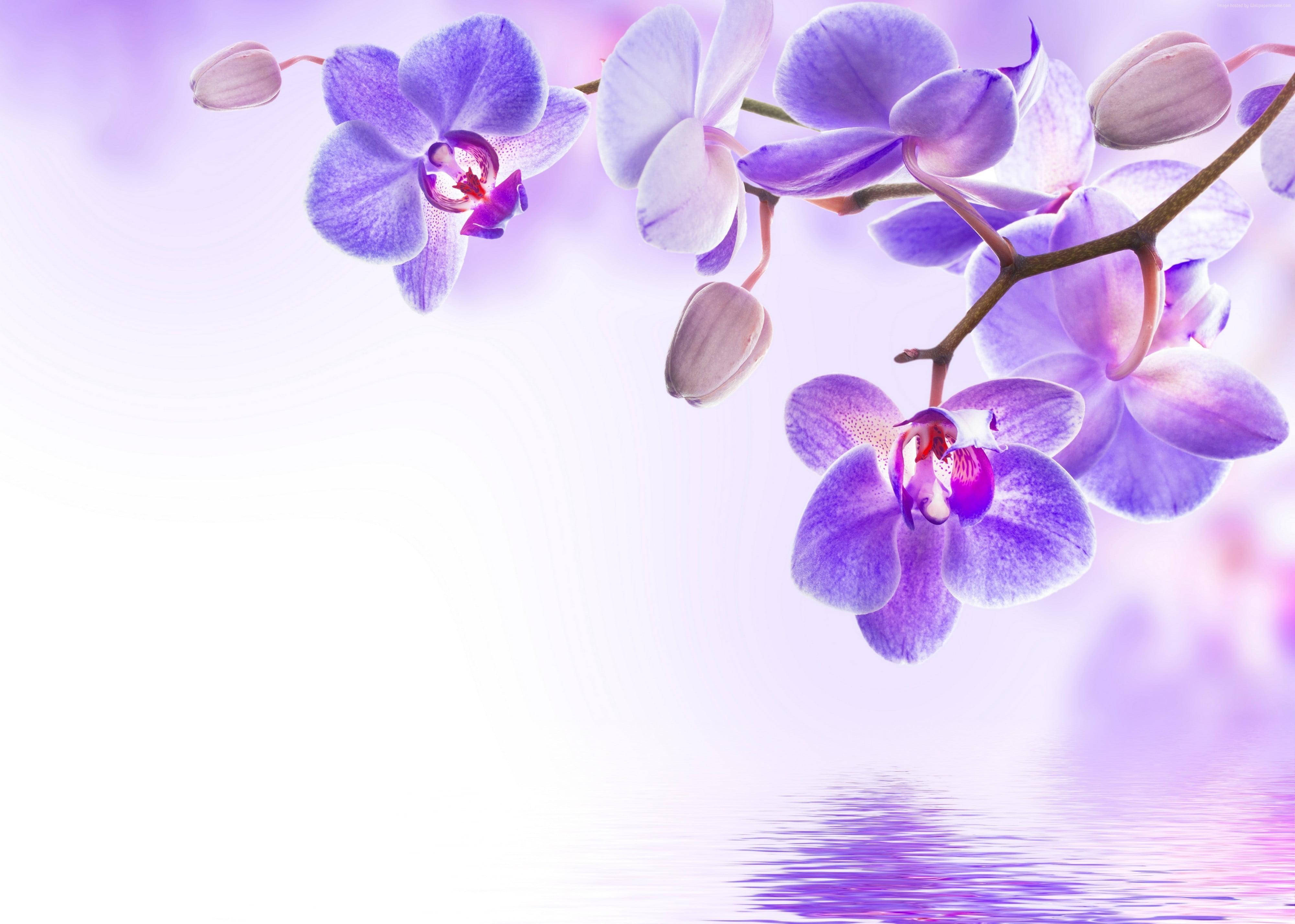 Artă cu flori violet și lac Fundal