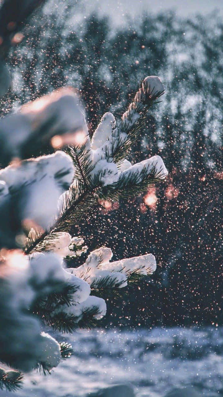 Aconsează iarna frumoasă cu frunze de pin înzăpezite Tumblr Fundal