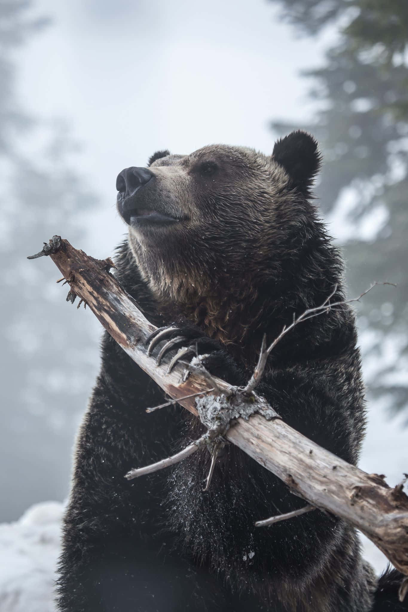 Atacuri de Urs Grizzly Fundal