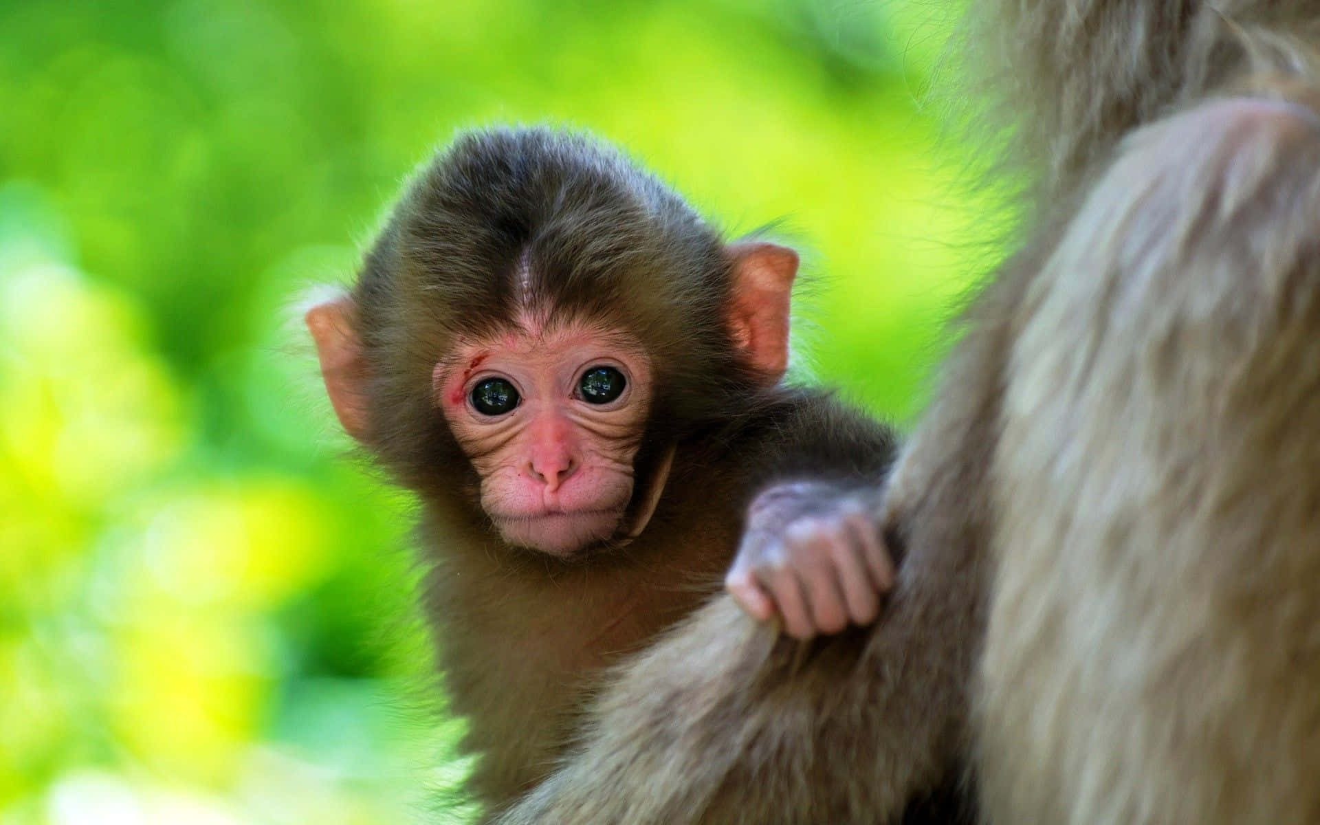 Aww! Măimuță adorabilă Fundal