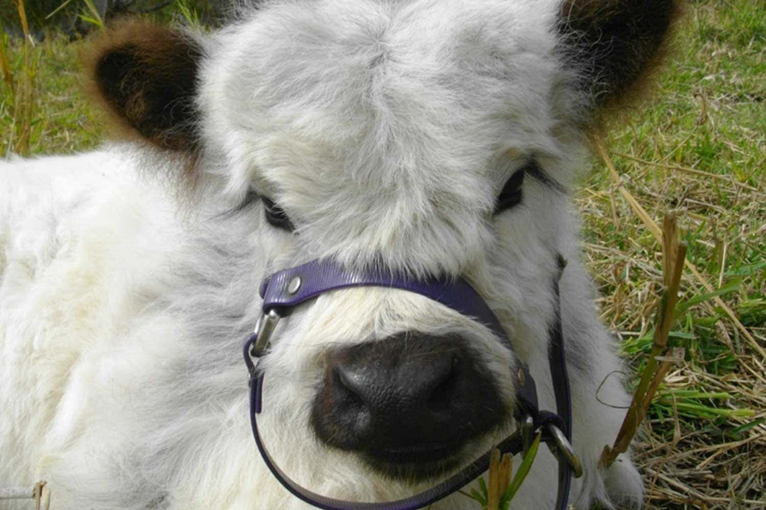 Aww-some! O adorabilă văcuță se bucură de razele soarelui. Fundal