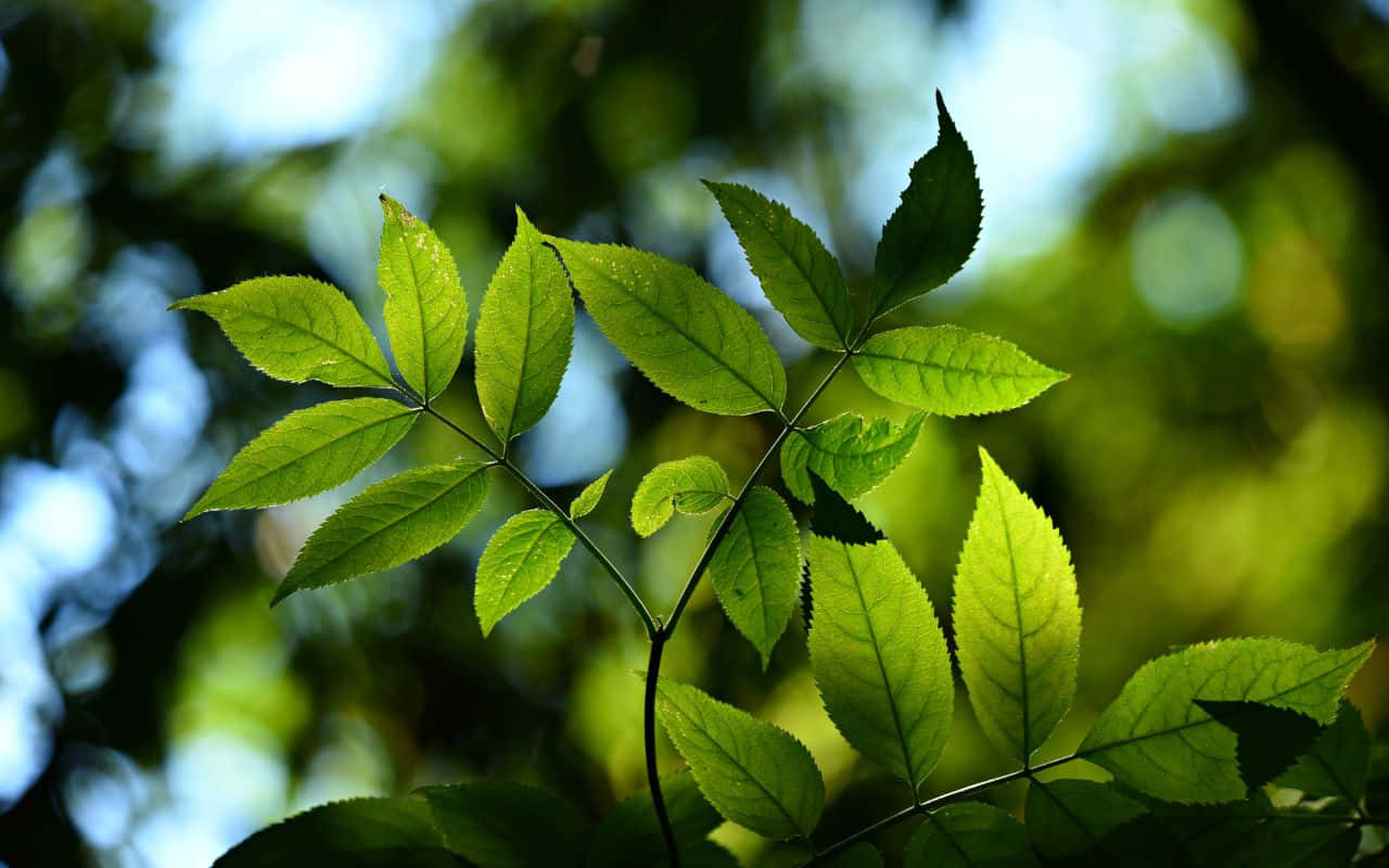 Bărbat întins pe plajă admirând apusul frumos Fundal