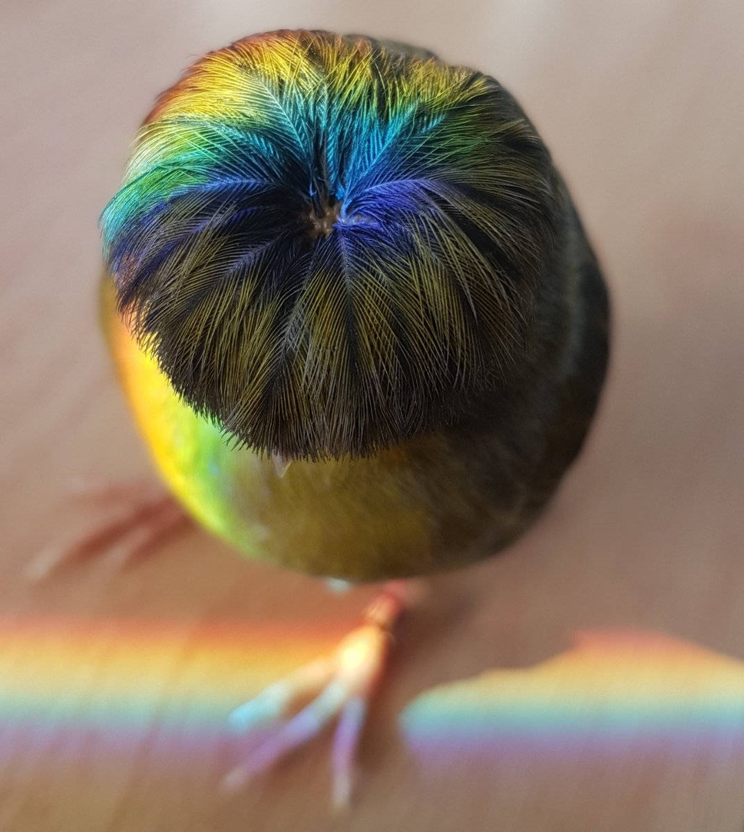 Barry the Canary, tunsorica bowl cut Fundal