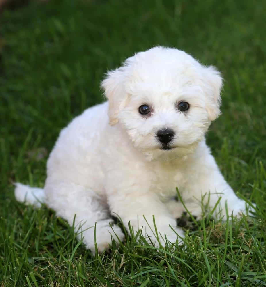 Bichon Frise adorabil care doarme liniștit Fundal