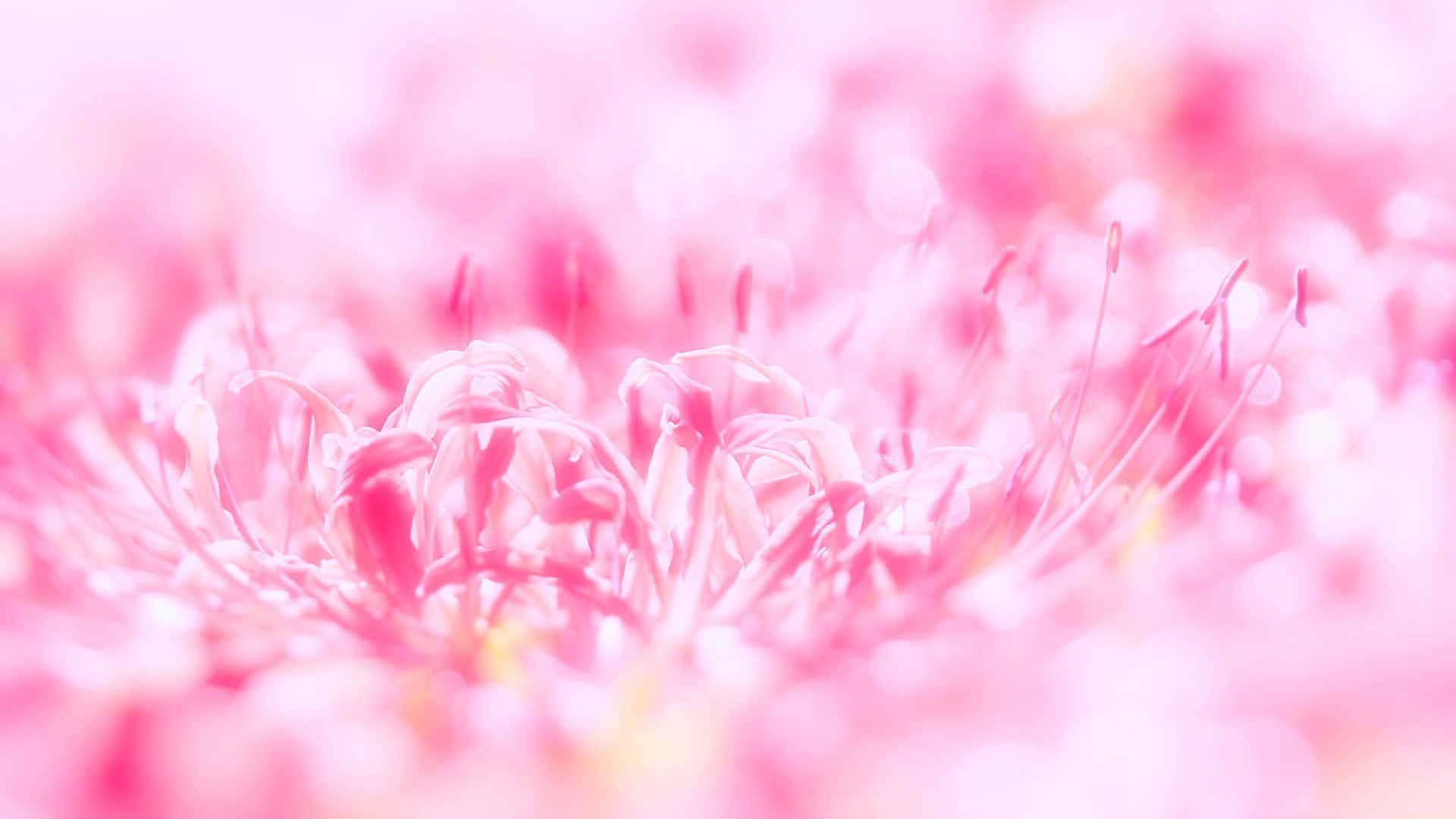 Bine AI venit în lumea Cute Pink! Fundal