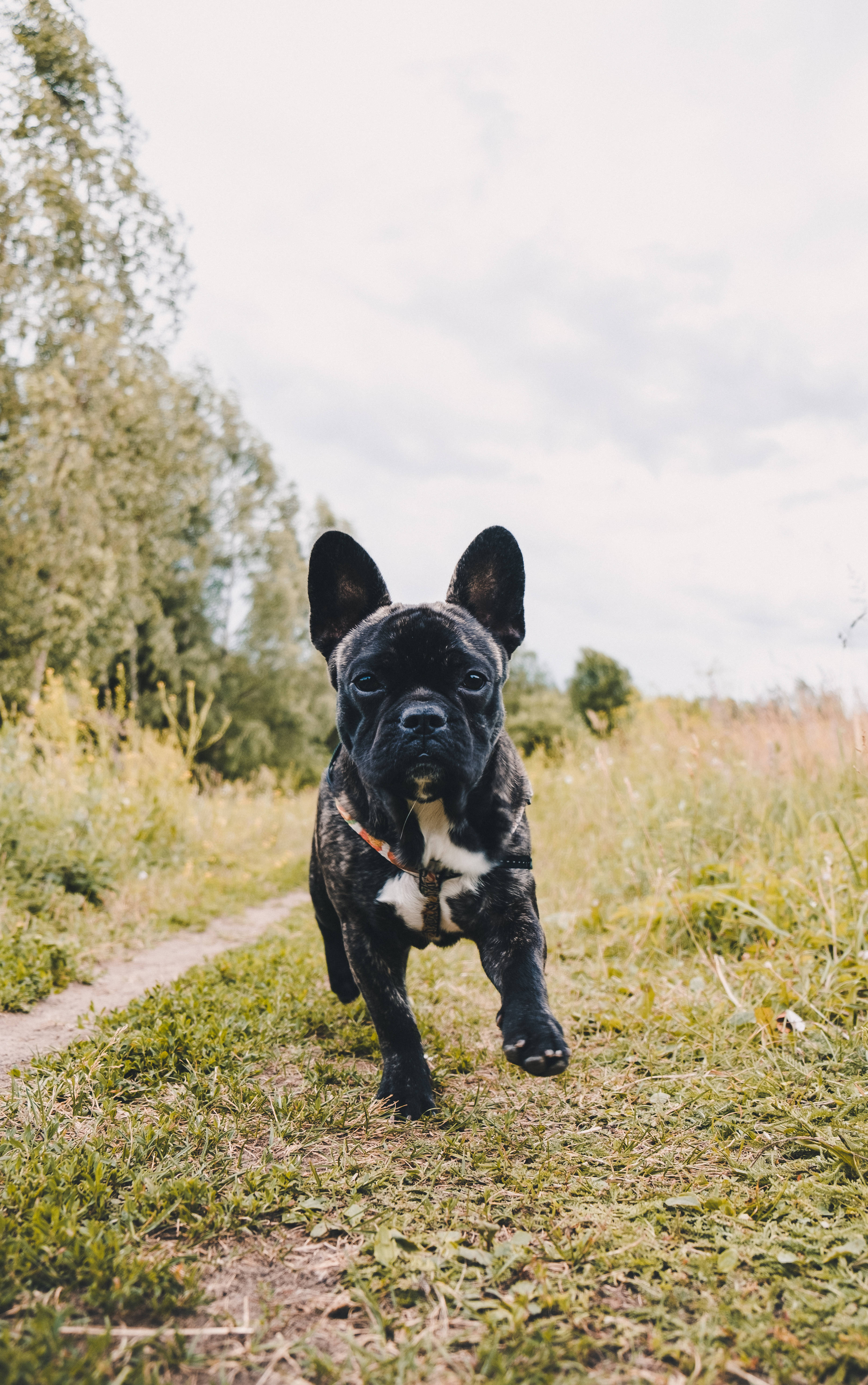 Black French Bulldog Puppy Running Fundal