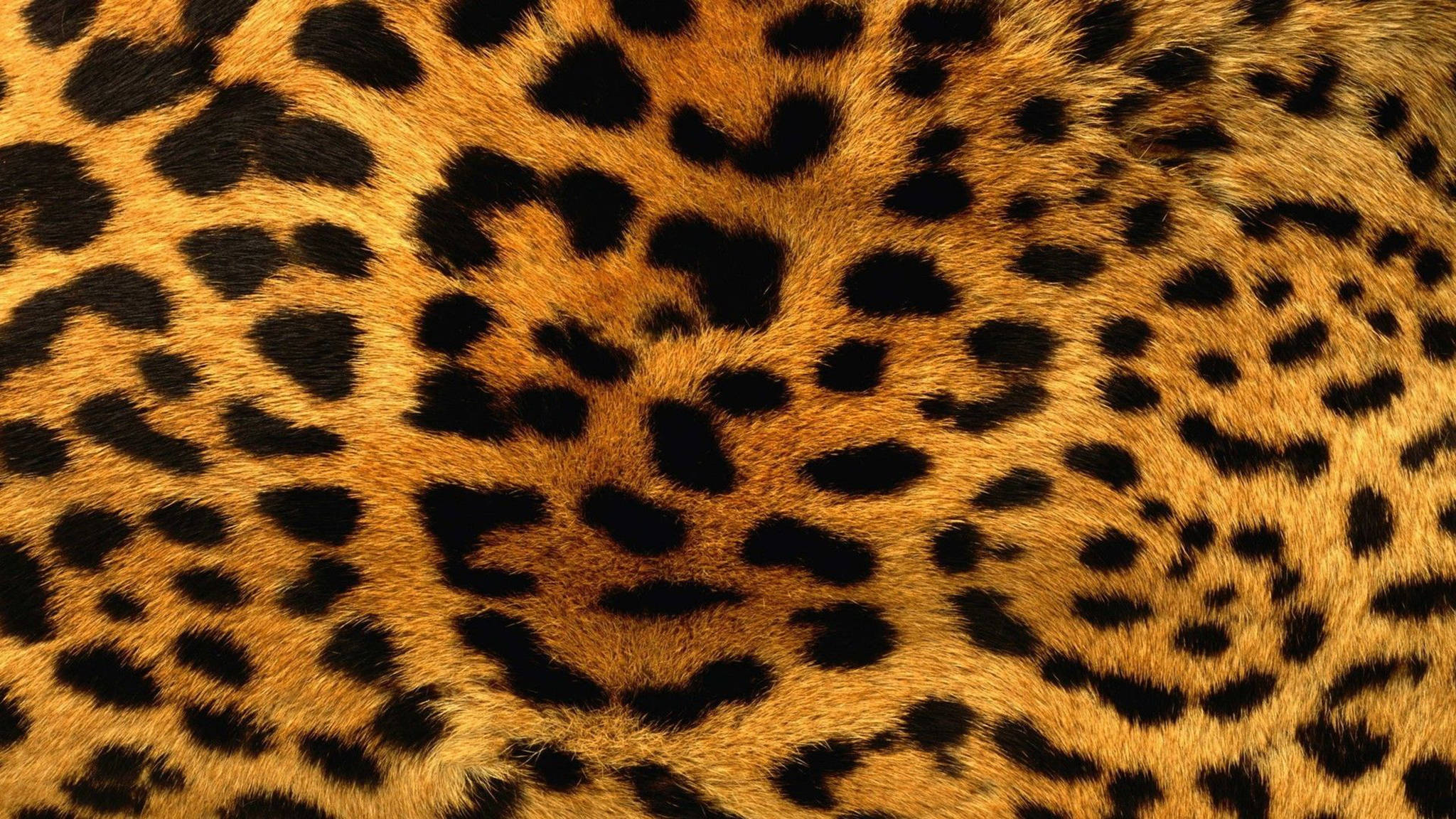 Blana de leopard cu model cool Fundal