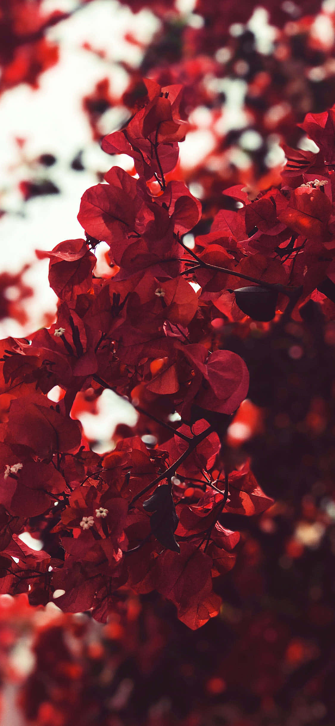 Bougainvillea Tufă Fundal Roșu Estetic Fundal