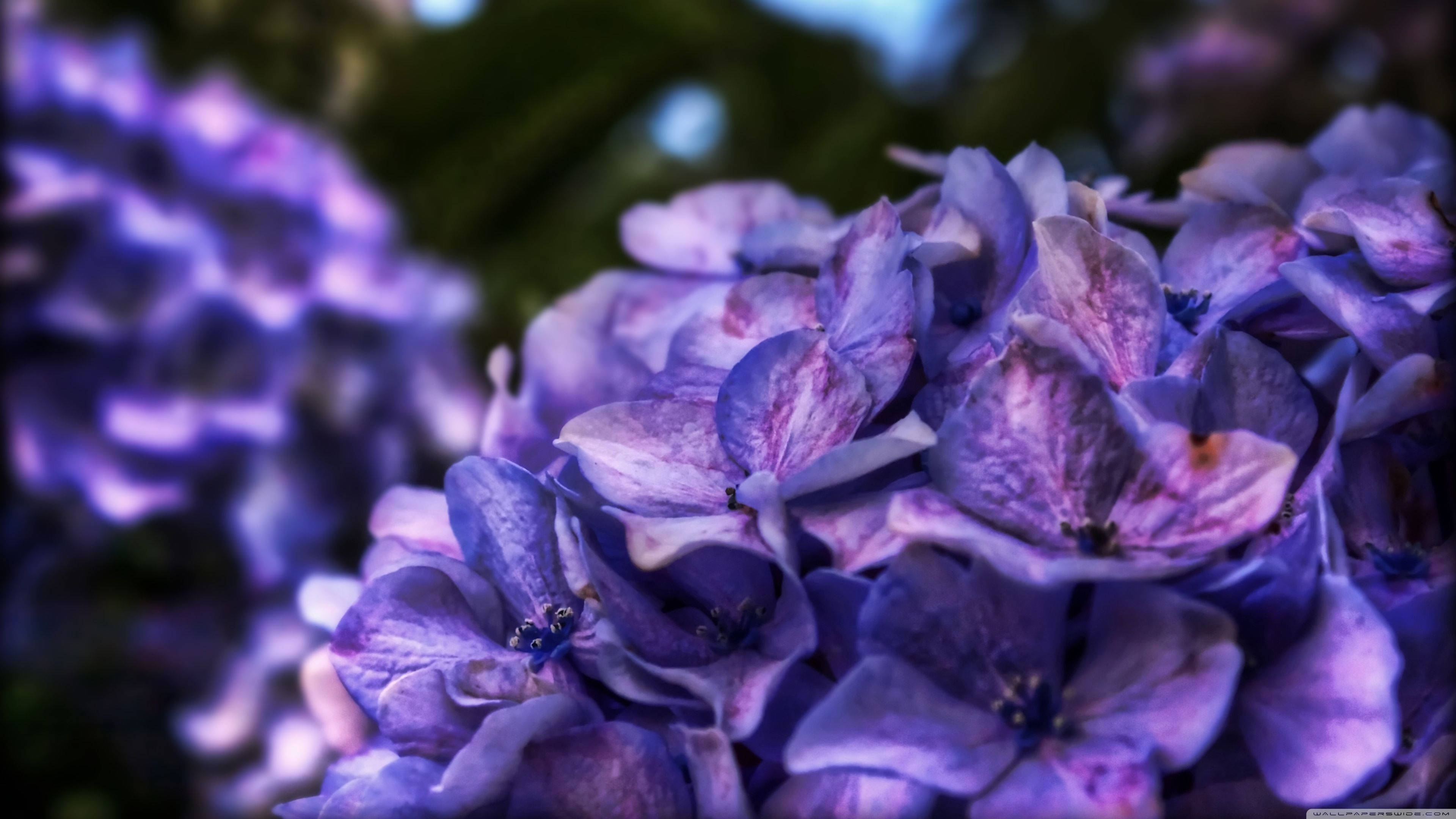 Bouquet de flori violete în tufiș Fundal