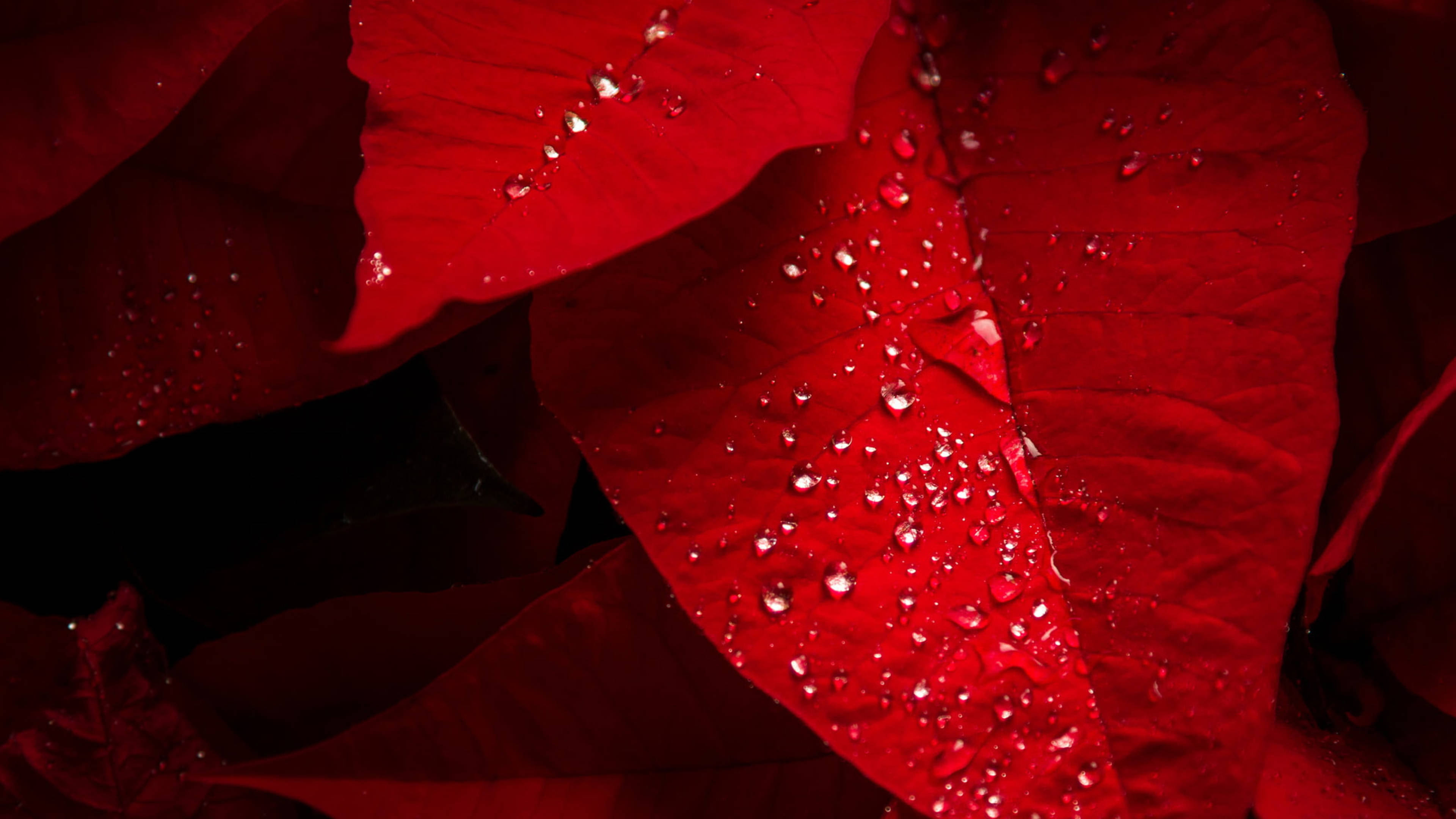 Bractee de Poinsettia Cu Picături de Rouă Fundal