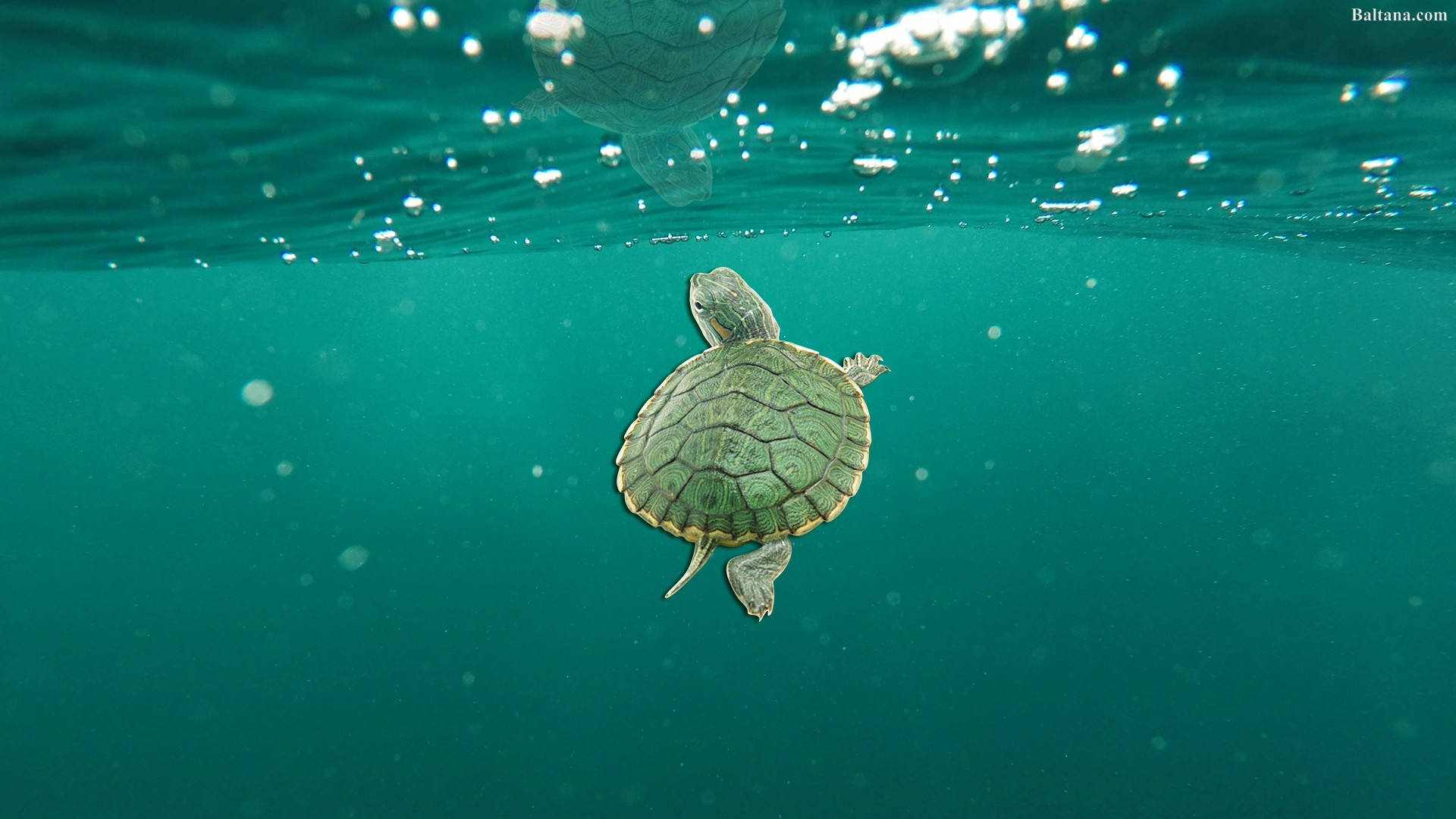 Broască țestoasă drăguță în oceanul verde Fundal
