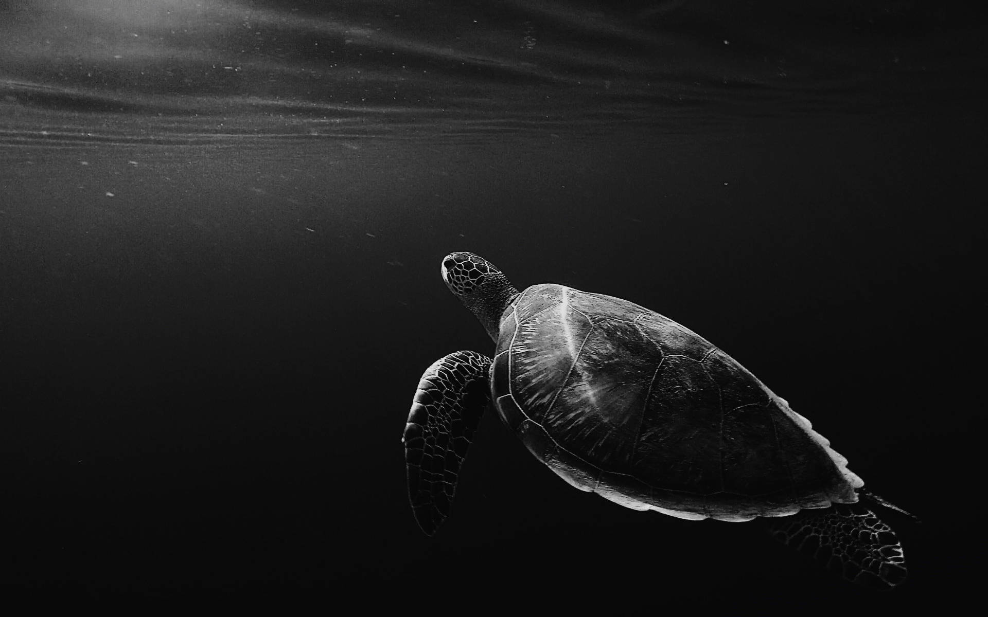 Broască țestoasă rece în tonuri de gri sub ocean Fundal