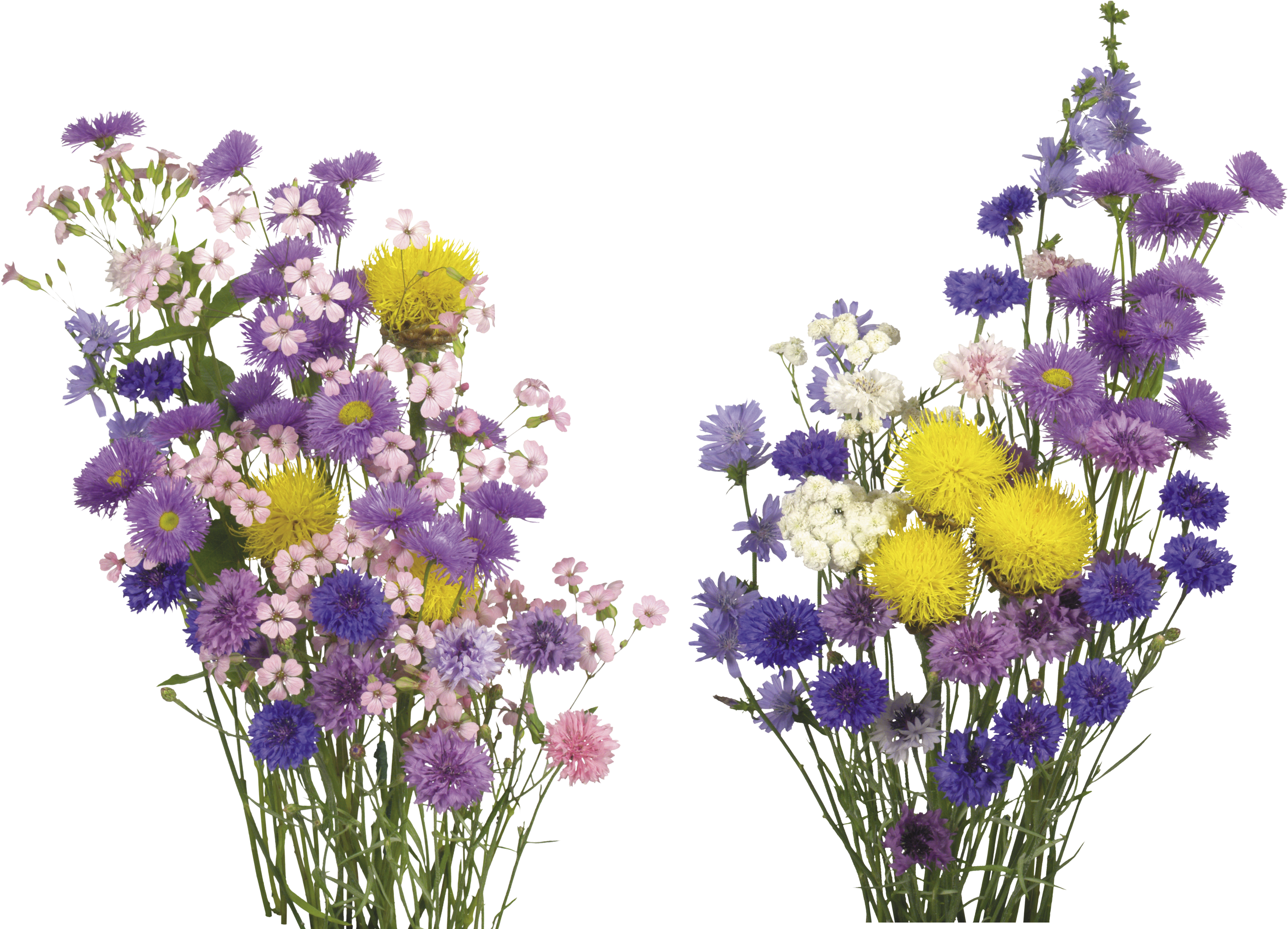 Buchet Colorat Fundal Transparent Fundal