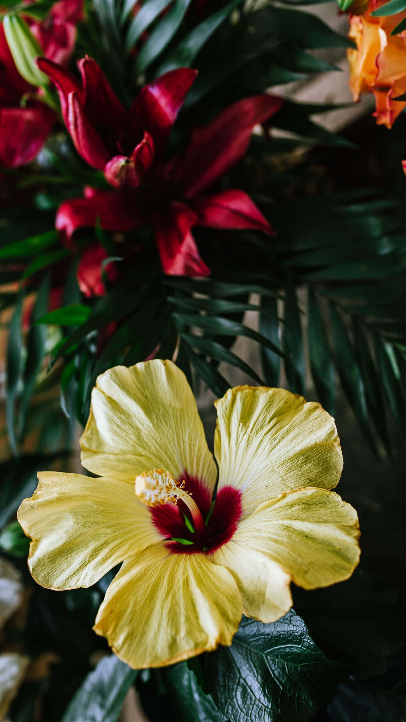 Buchet de Flori de Hibiscus Galben Fundal