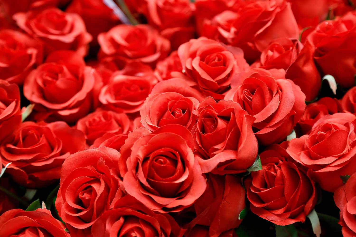 Buchet de flori de trandafiri roșii pentru Ziua Îndrăgostiților Fundal