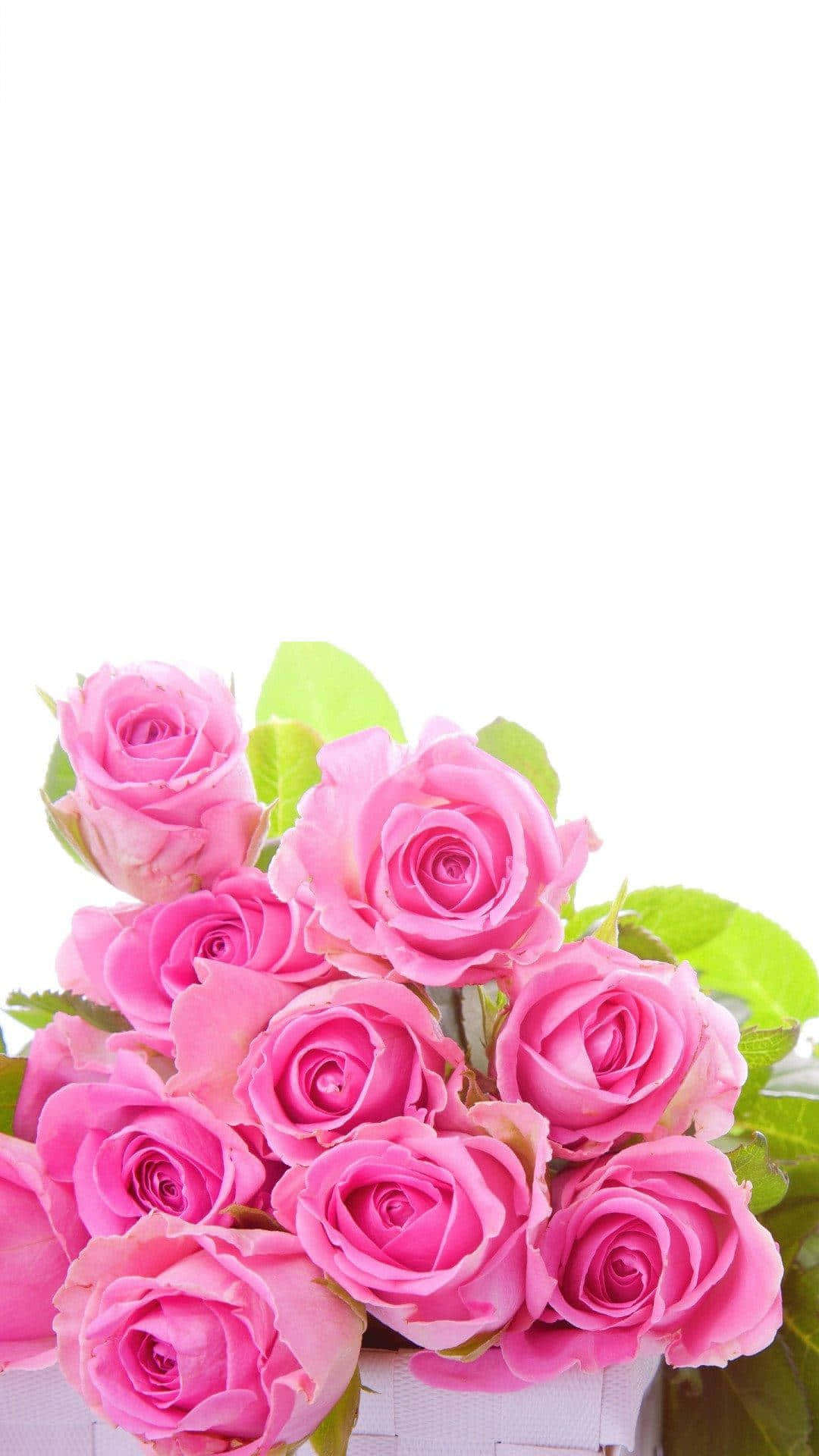 Buchet de trandafiri poze iPhone Fundal